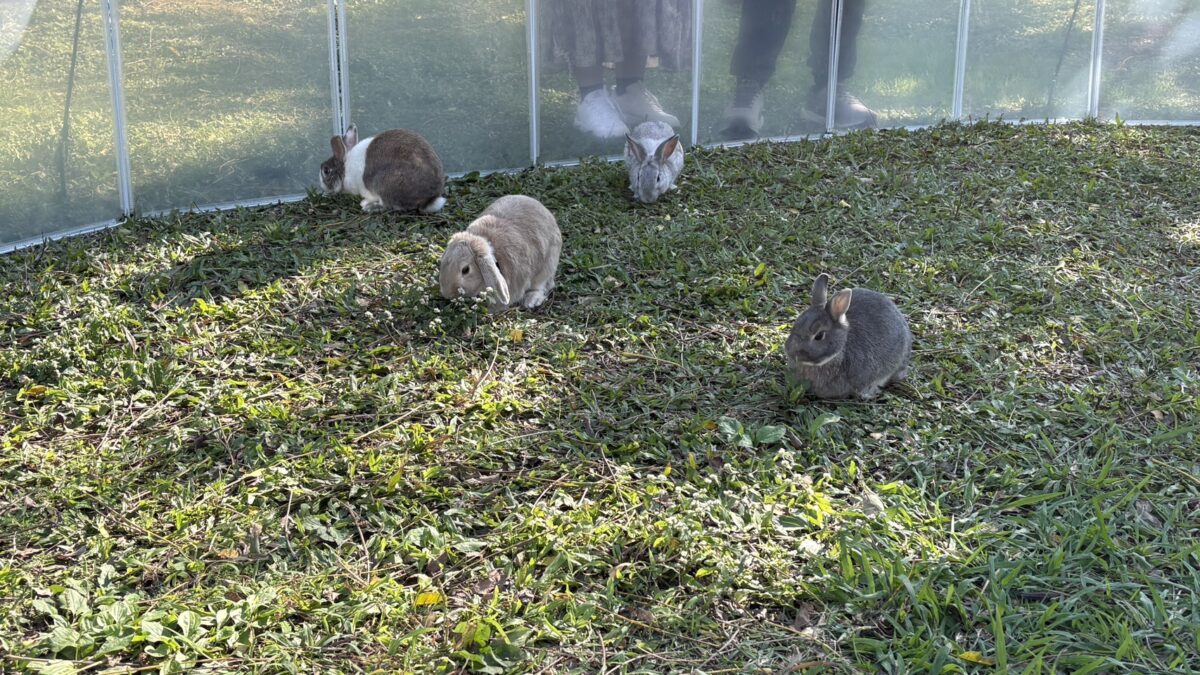 桃園黑毛豬面臨禁廚餘危機!李宗豪籲靠「這物」替代蛋白來源 S 79708226 0