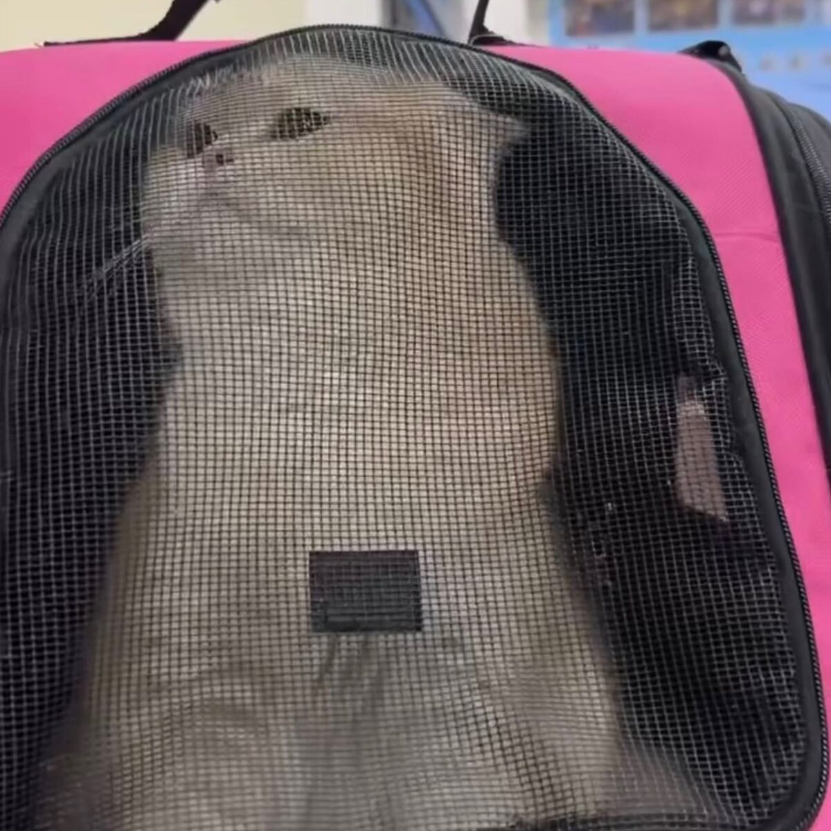 桃園男吵架虐貓洩憤!黃瓊慧曝最新進度:貓咪已獲救 S 80281629 0