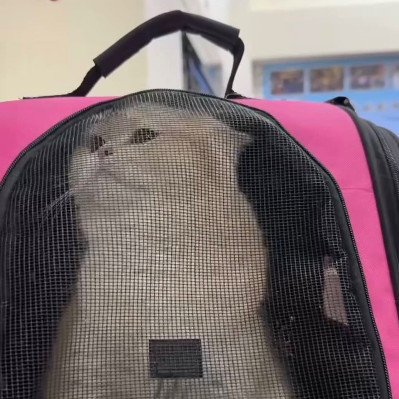 桃園男吵架虐貓洩憤!黃瓊慧曝最新進度:貓咪已獲救 桃園男吵架虐貓洩憤!黃瓊慧曝最新進度:貓咪已獲救