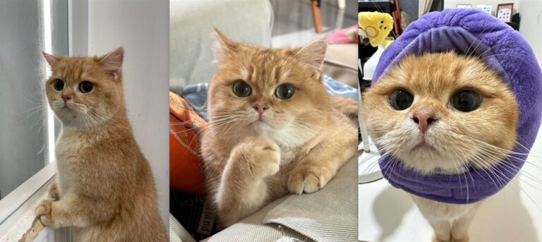 別再執著學區房？新生兒驟減、寵物暴增　專家曝房市恐面臨1問題