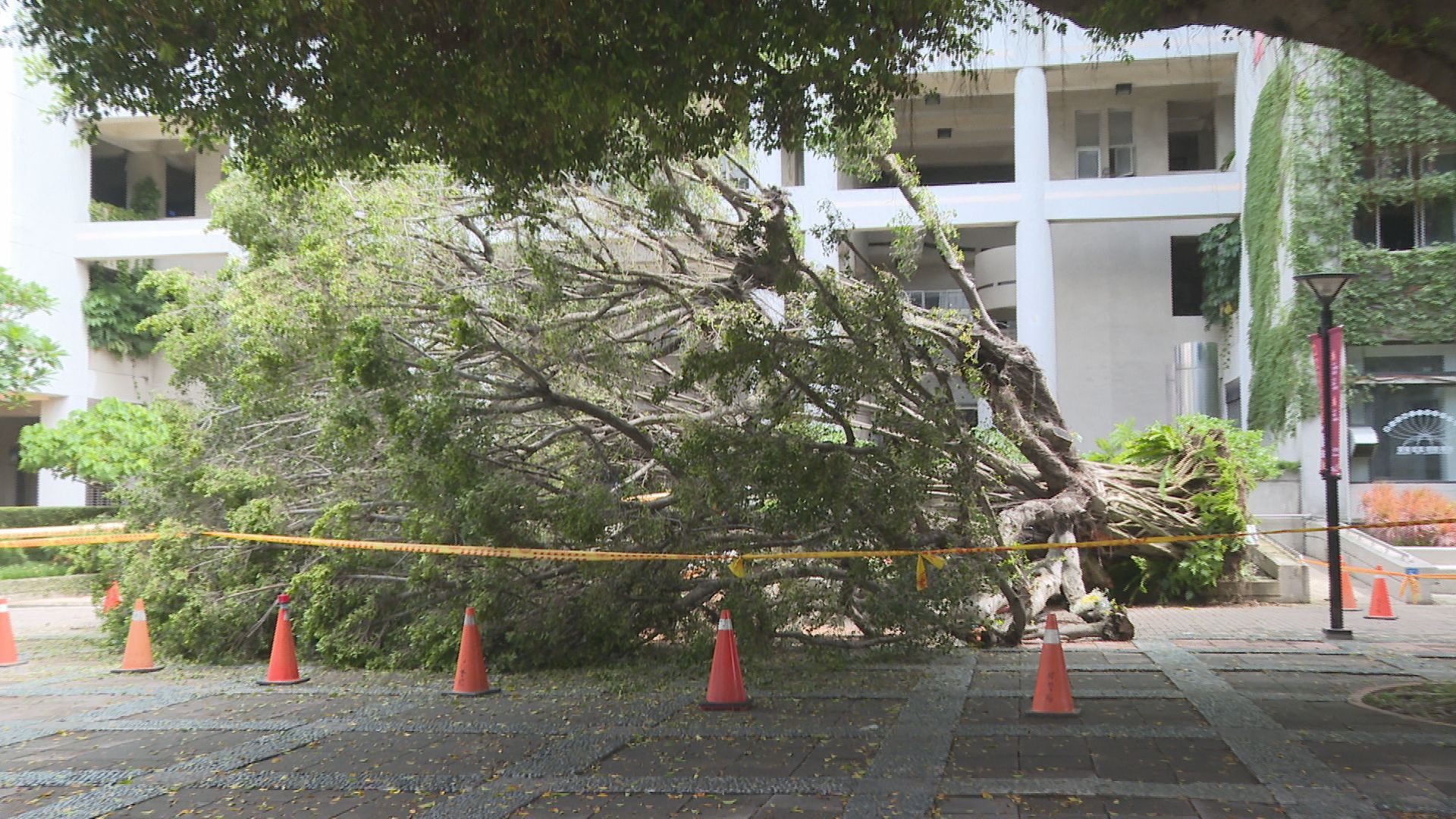 逢甲碩士生遭樹壓死…校方5人過失致死不起訴 家屬淚訴:二次傷害