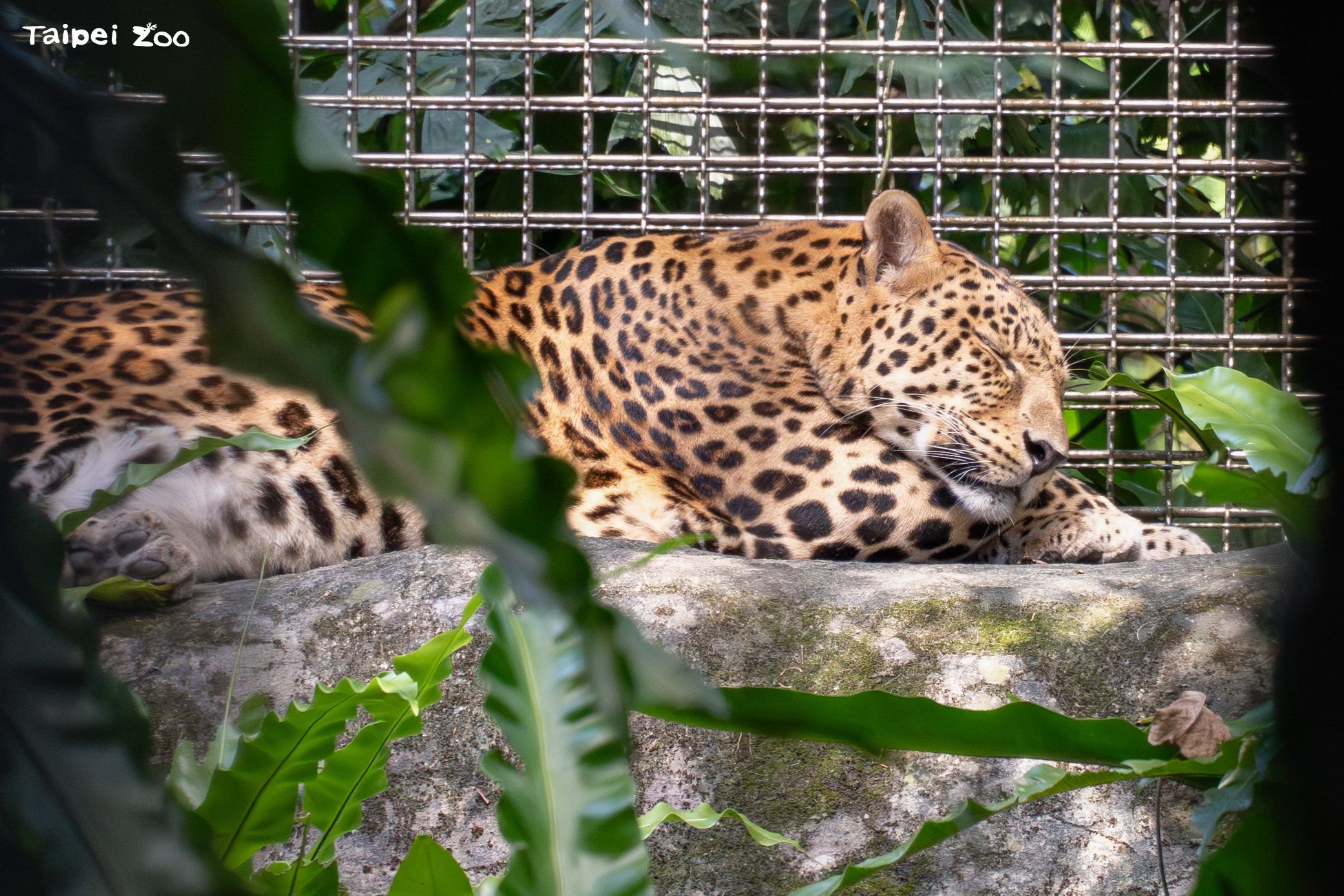 台北動物園18歲花豹「花郎」高齡辭世 保育員不捨伴最後一程