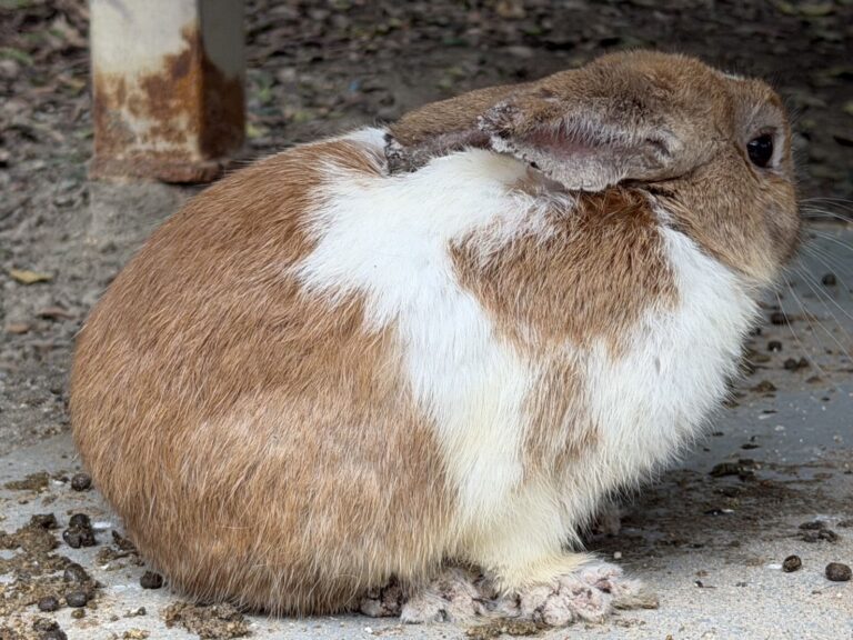 八里餐廳非法展演「大量兔隻染疥癬、耳裂猝死」　動保處出手