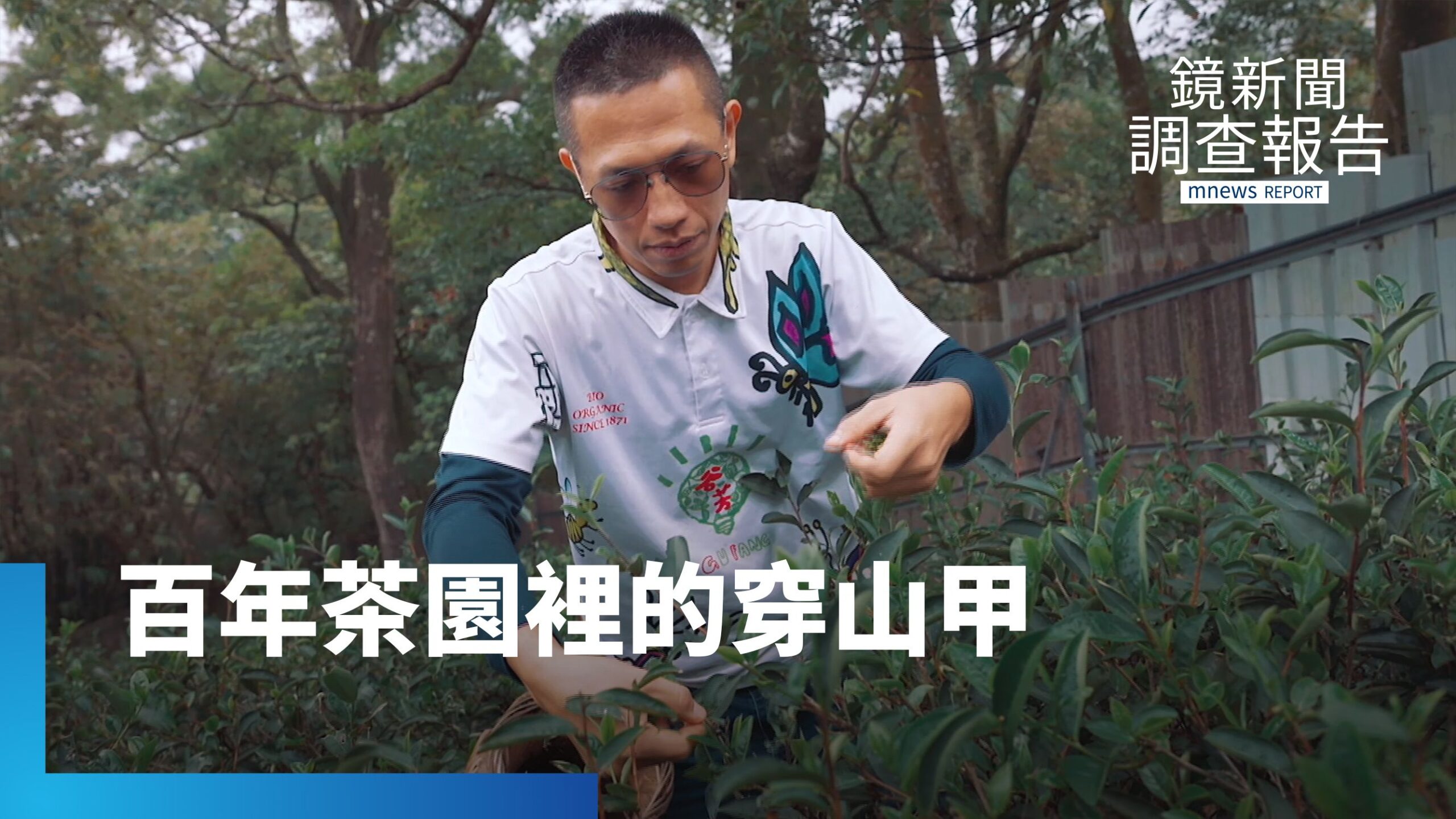百年茶園有機種植與環境共好 穿山甲現蹤獲綠保標章|永續行動 標章指南 百年茶園有機種植與環境共好 穿山甲現蹤獲綠保標章|永續行動 標章指南