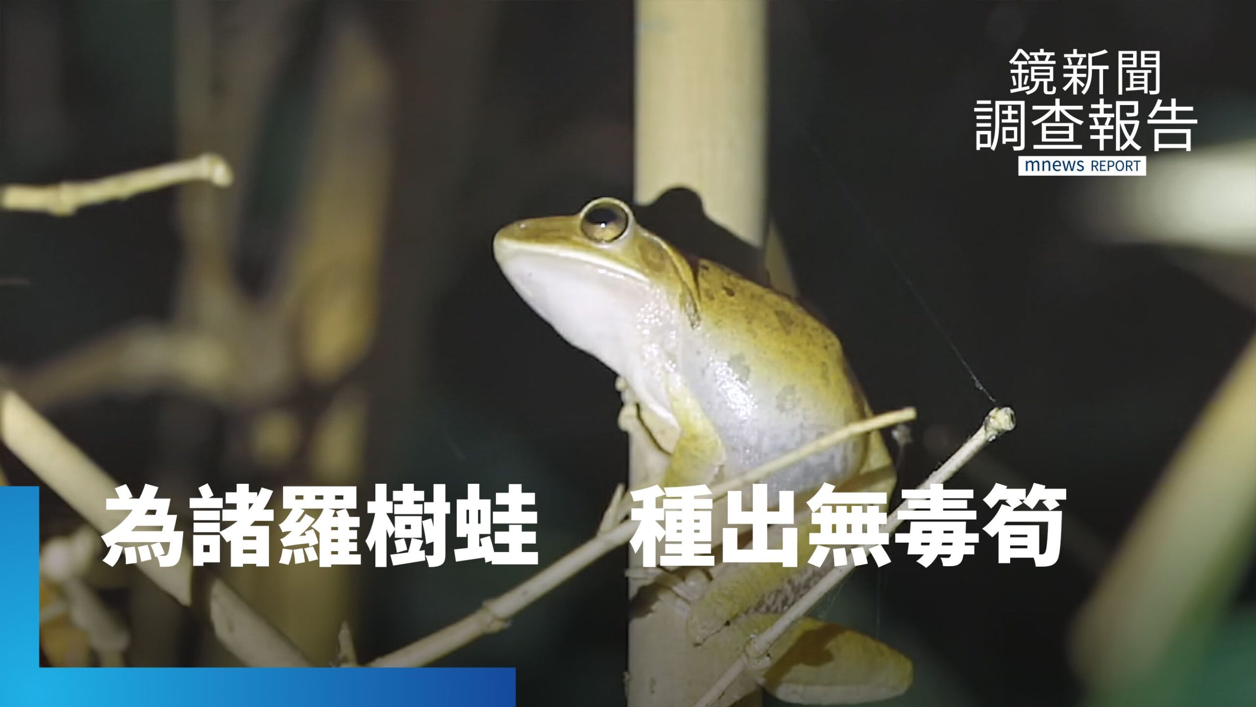 雲嘉南農地改種鳳梨、稻米!諸羅樹蛙瀕危 無毒筍園讓他們有家|永續行動 標章指南 雲嘉南農地改種鳳梨、稻米!諸羅樹蛙瀕危 無毒筍園讓他們有家|永續行動 標章指南