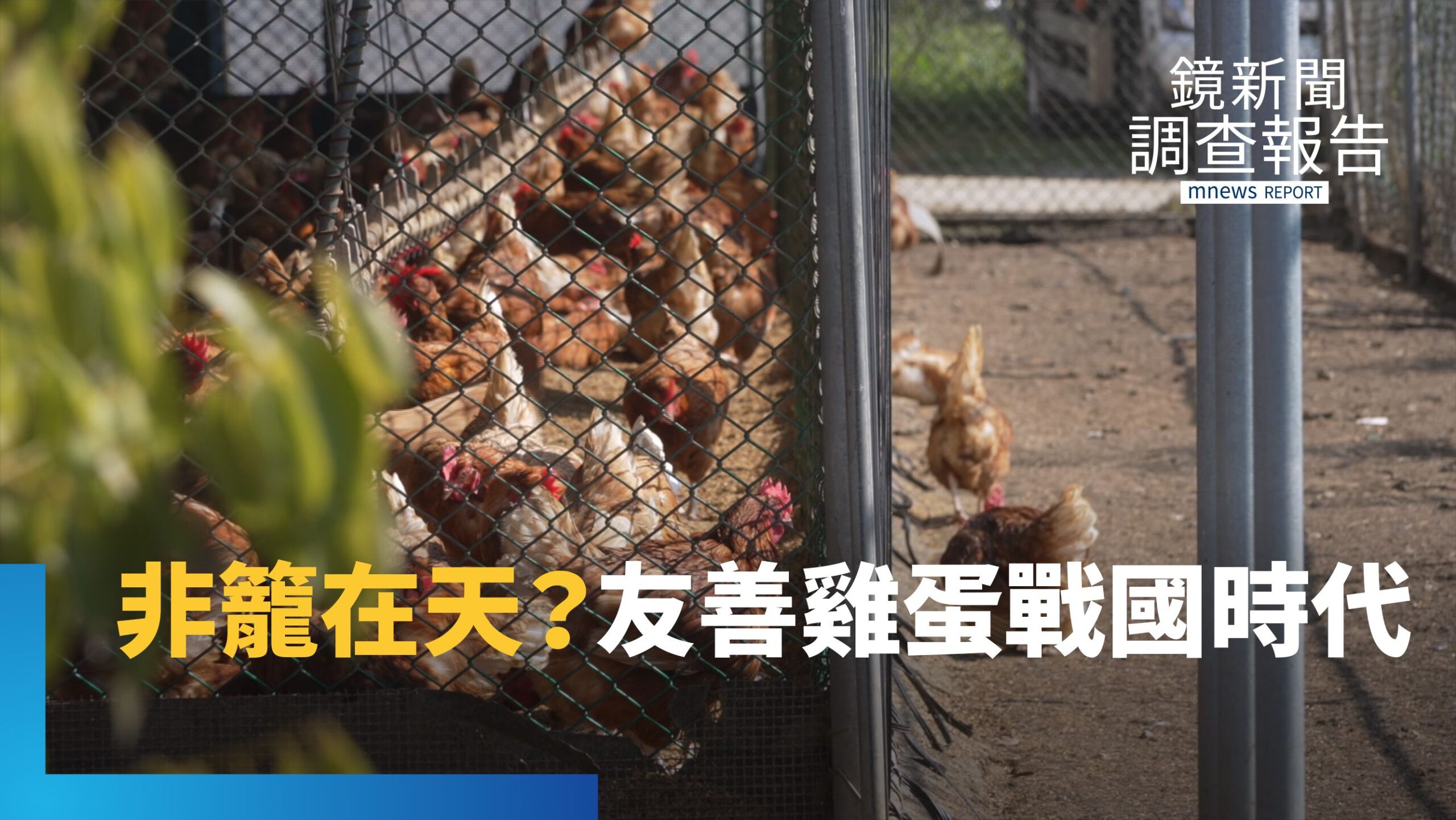 雞蛋標章戰國時代!8種認證誰真友善?直擊楊梅放牧貴婦雞 揭開動福標章迷霧|永續行動 標章指南 雞蛋標章戰國時代!8種認證誰真友善?直擊楊梅放牧貴婦雞 揭開動福標章迷霧|永續行動 標章指南