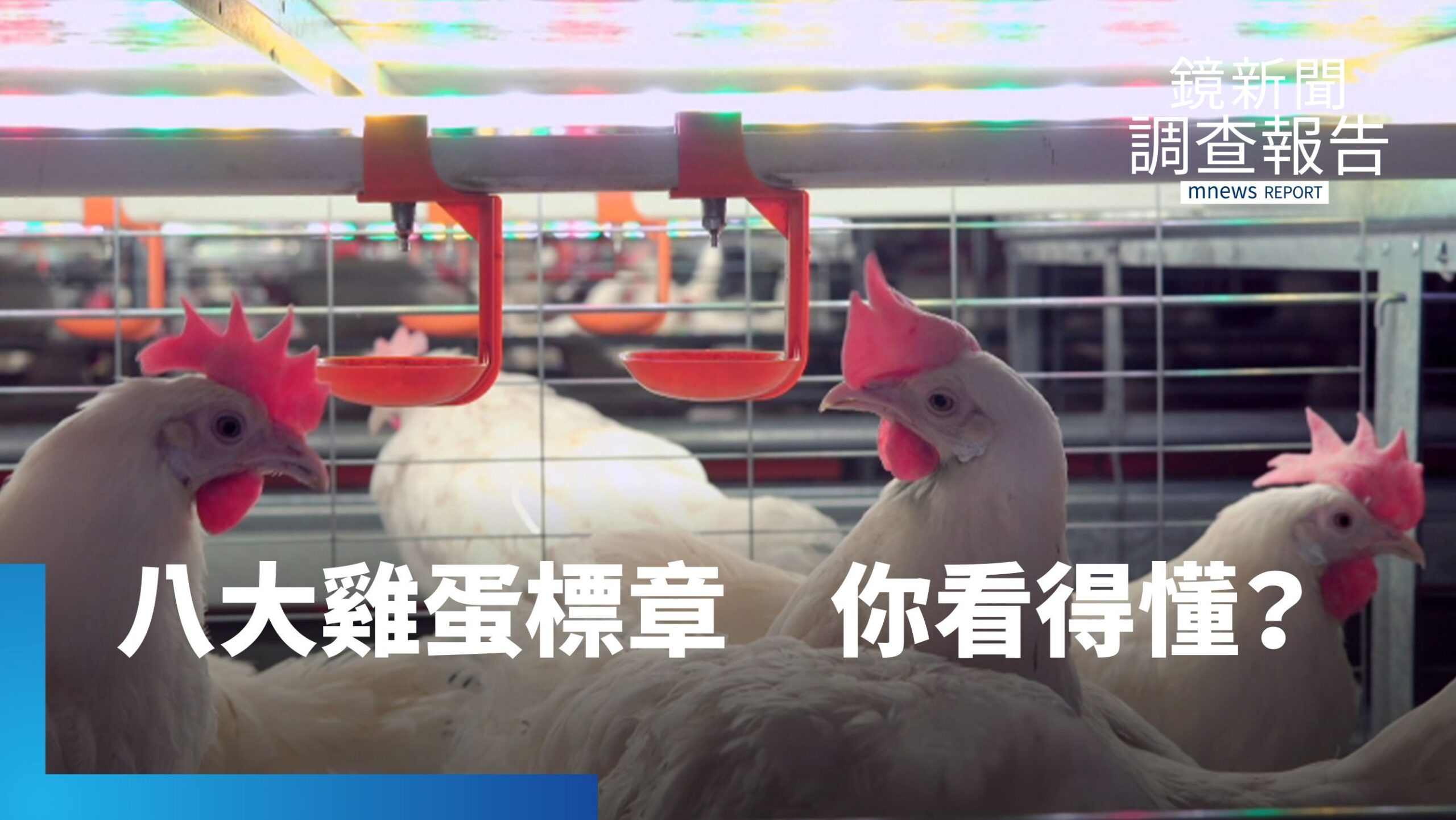 雞蛋標章戰國時代 8種認證誰「真友善」 雞蛋標章戰國時代 8種認證誰「真友善」