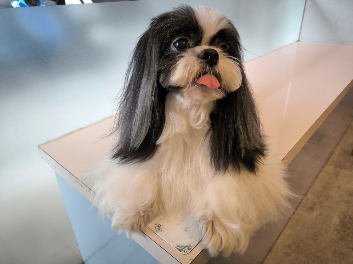 主圖說：毛孩皮膚健康影響生活品質，出現抓癢等症狀應及早就醫。（圖／亞洲獸醫專科 0