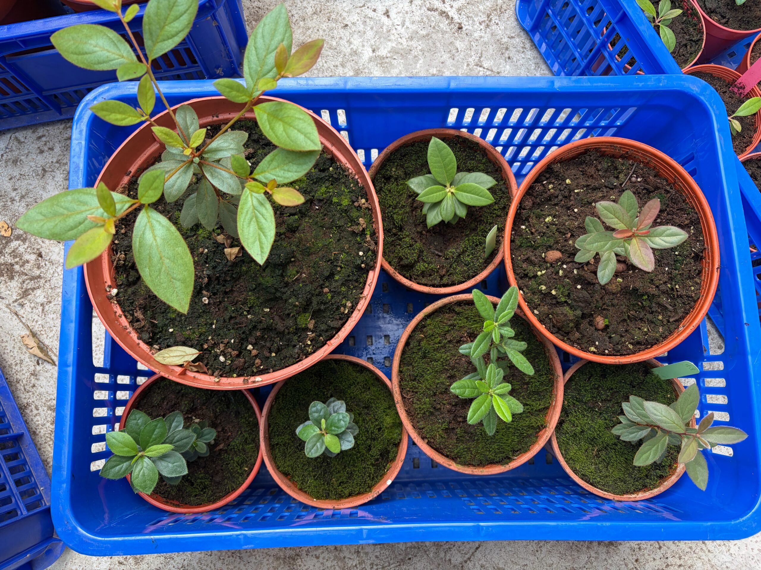 臺灣因地形與氣候條件多樣，孕育出豐富的杜鵑花原生種資源，其中多種為臺灣特有植物，具有重要的生態與保育價值。 scaled