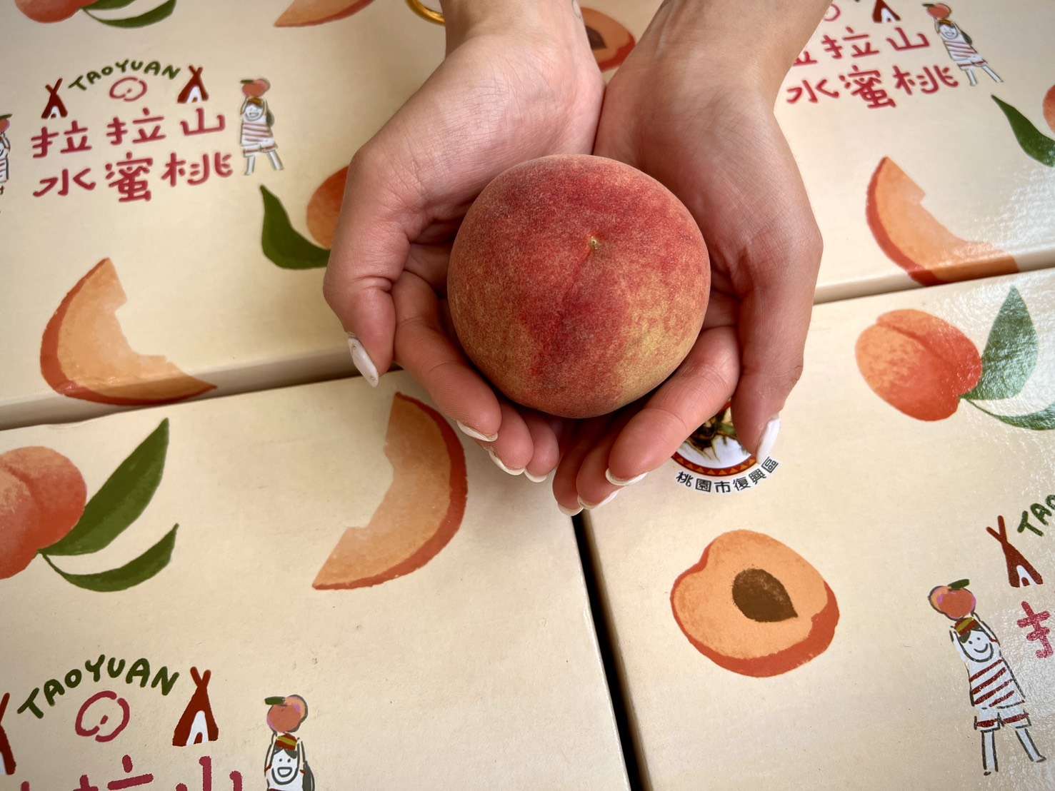 桃園媽媽桃預購4/13開跑!單盒免運直配、限量5月出貨 桃園媽媽桃預購4/13開跑!單盒免運直配、限量5月出貨