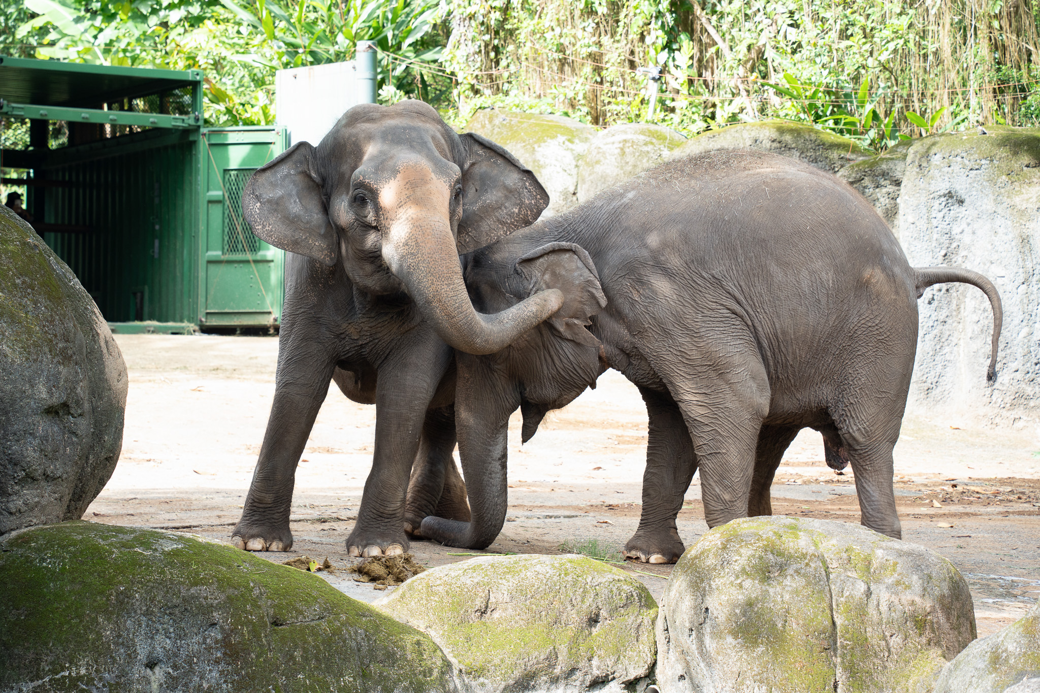 北市動物園亞洲象遷居!照養團隊推「氣味減敏」防大象壓力 北市動物園亞洲象遷居!照養團隊推「氣味減敏」防大象壓力