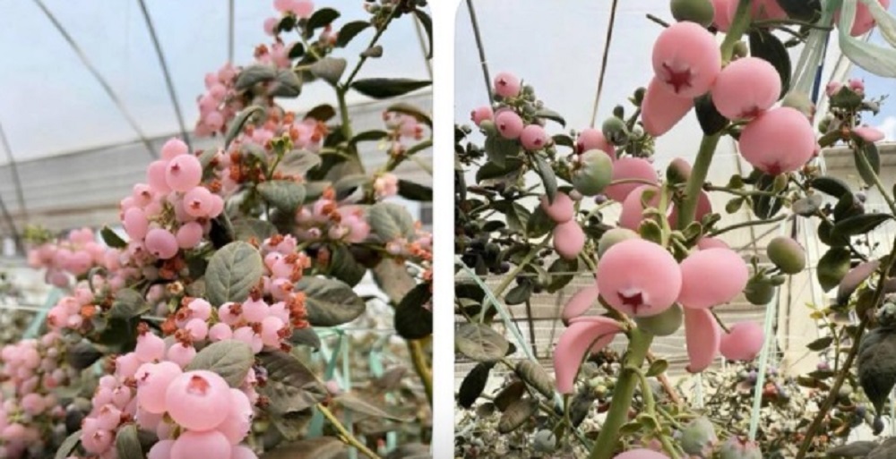 小心上當!桃園農場屢遭詐團冒名賣「粉色藍莓」 業者無奈:沒有種植 小心上當!桃園農場屢遭詐團冒名賣「粉色藍莓」 業者無奈:沒有種植