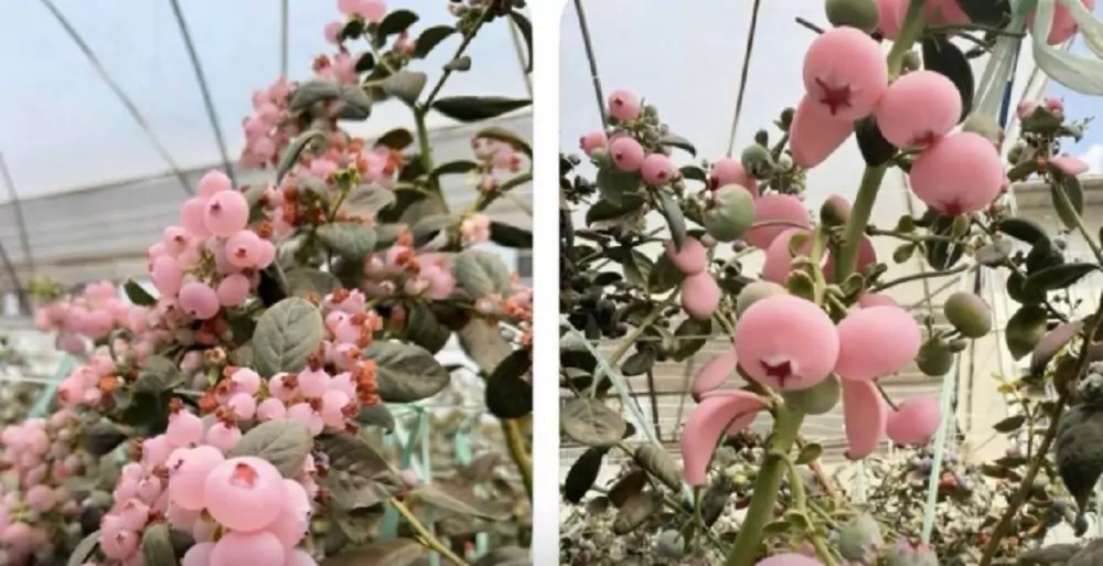 小心上當!桃園農場屢遭詐團冒名賣「粉色藍莓」 業者無奈:沒有種植 小心上當!桃園農場屢遭詐團冒名賣「粉色藍莓」 業者無奈:沒有種植