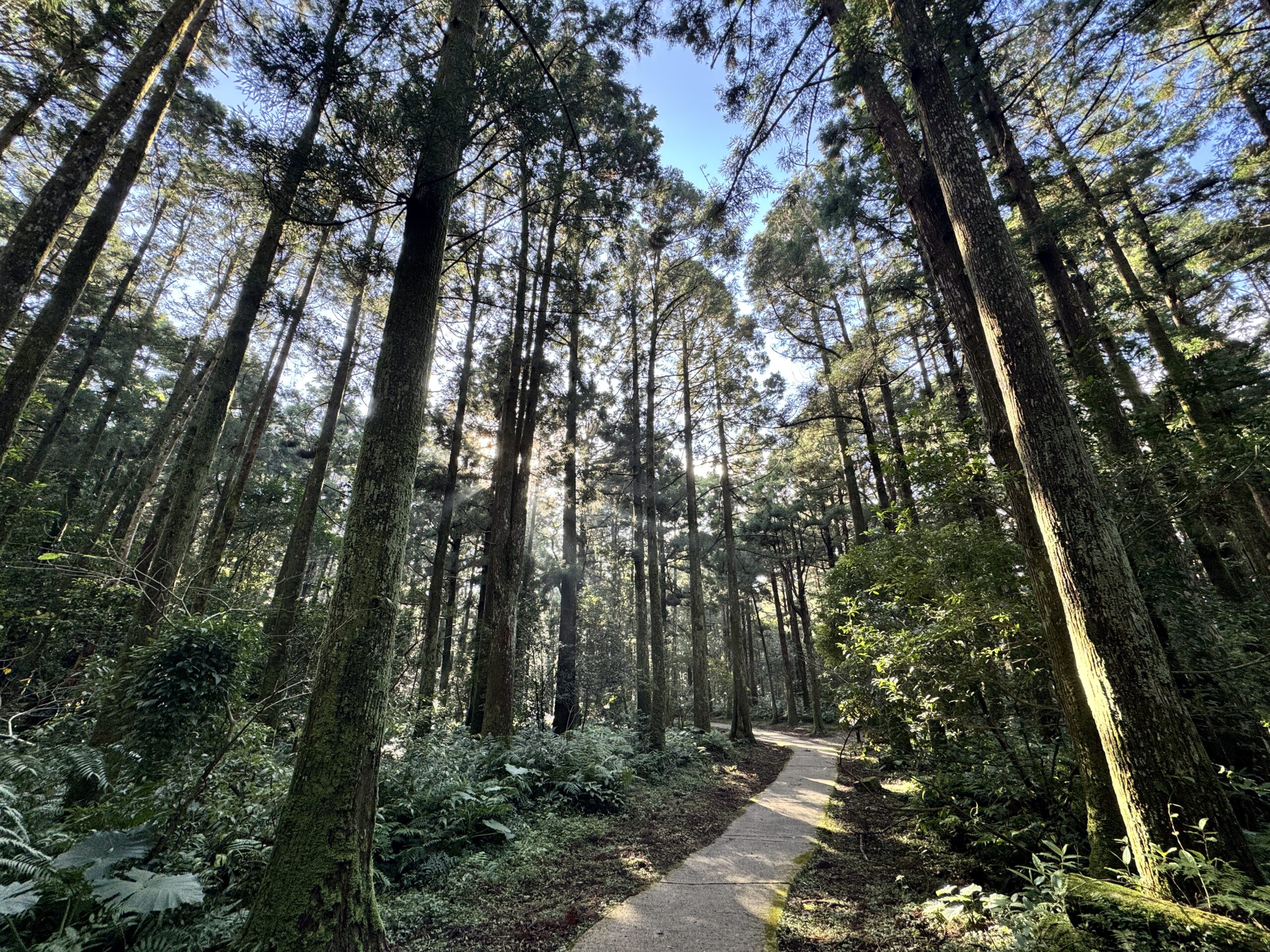 13 整齊的柳杉林 scaled