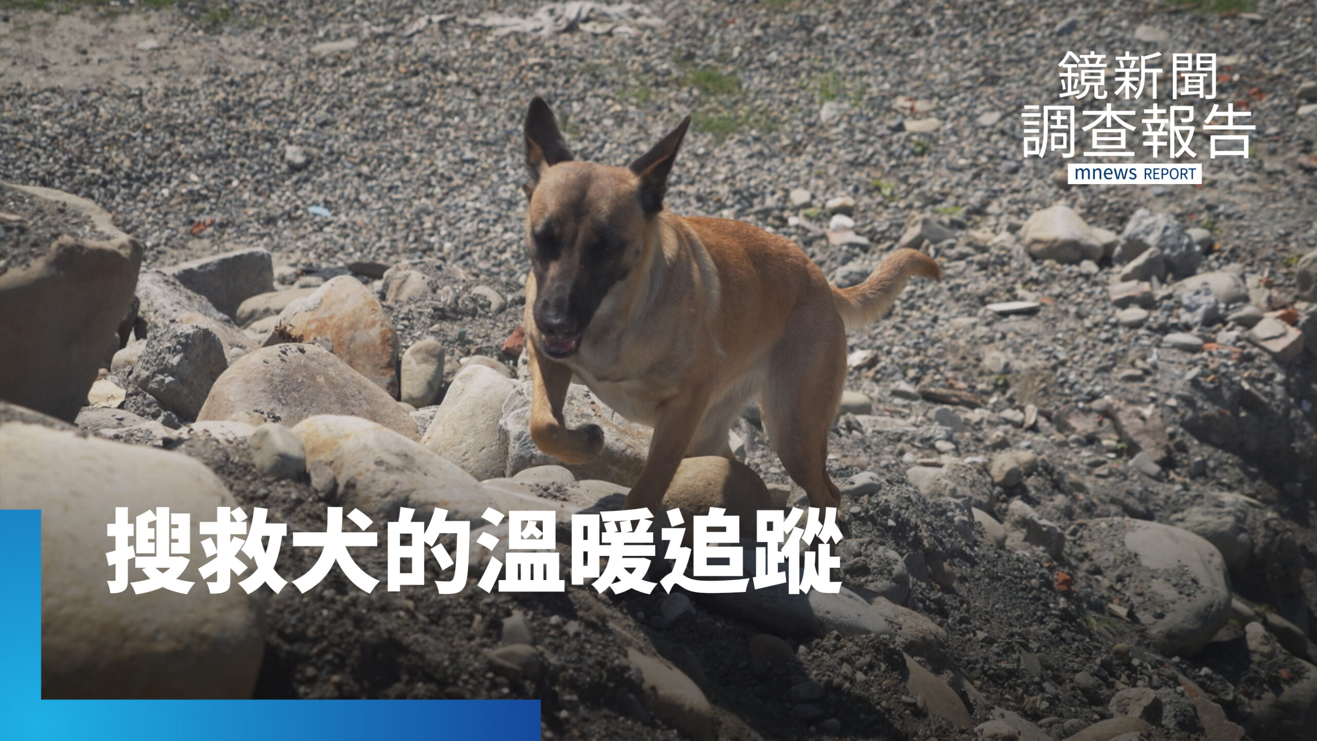搜救犬幫你找回走失阿公阿嬤!從災難現場到高齡社會守護 搜救犬「路徑追蹤」協尋失智長輩|牠比你想得更專業 搜救犬幫你找回走失阿公阿嬤!從災難現場到高齡社會守護 搜救犬「路徑追蹤」協尋失智長輩|牠比你想得更專業