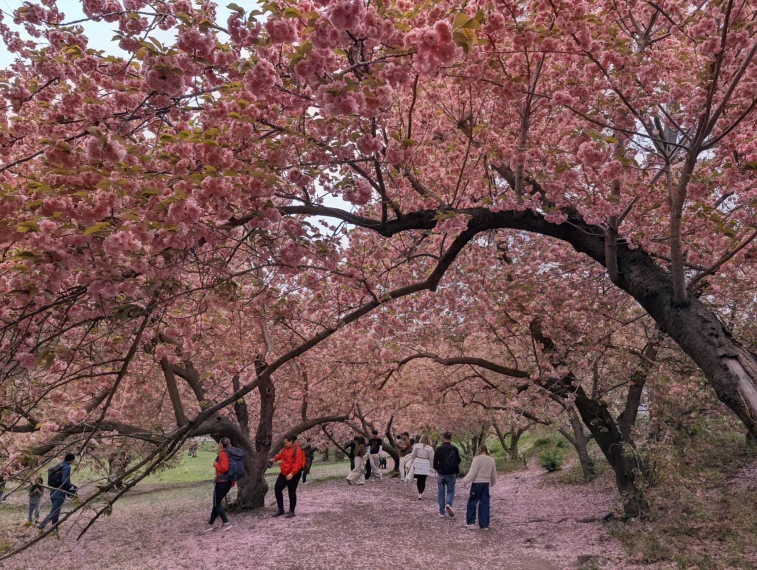 副刊/紐約中央公園的櫻花正濃媚 副刊/紐約中央公園的櫻花正濃媚