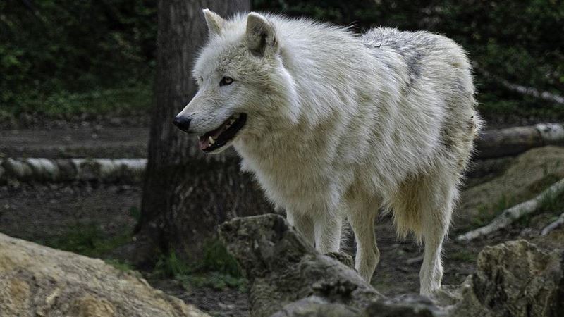 滑手機滑到孩子被狼咬 美動物園驚傳男嬰闖禁區受傷 滑手機滑到孩子被狼咬 美動物園驚傳男嬰闖禁區受傷