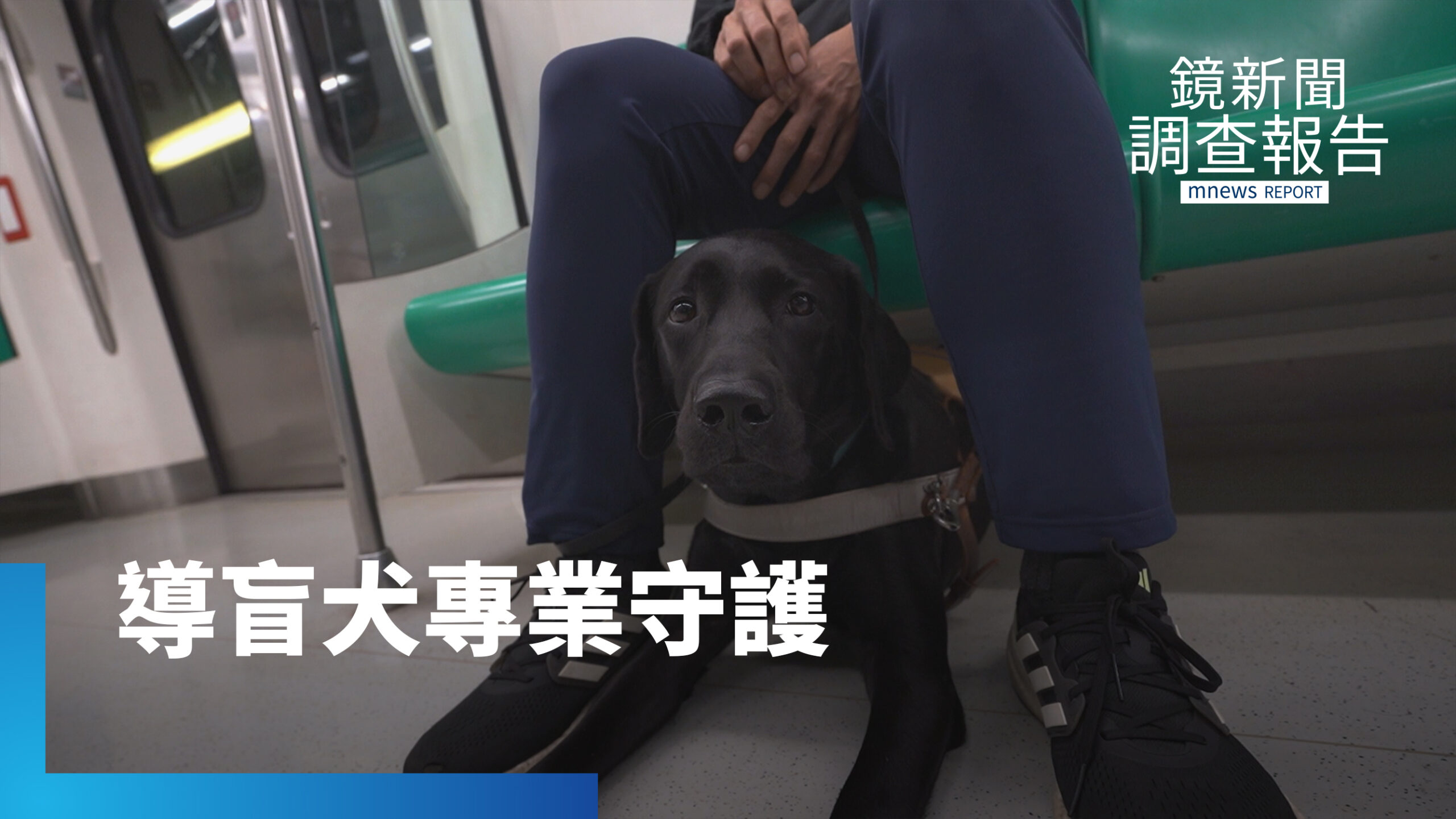 純正血統、專業訓練 導盲犬守護視障者安全|牠比你想得更專業 純正血統、專業訓練 導盲犬守護視障者安全|牠比你想得更專業