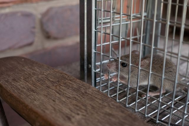 淡水滷味攤驚見老鼠爬食材全報廢 衛生局稽查揪缺失限期改善 淡水滷味攤驚見老鼠爬食材全報廢 衛生局稽查揪缺失限期改善