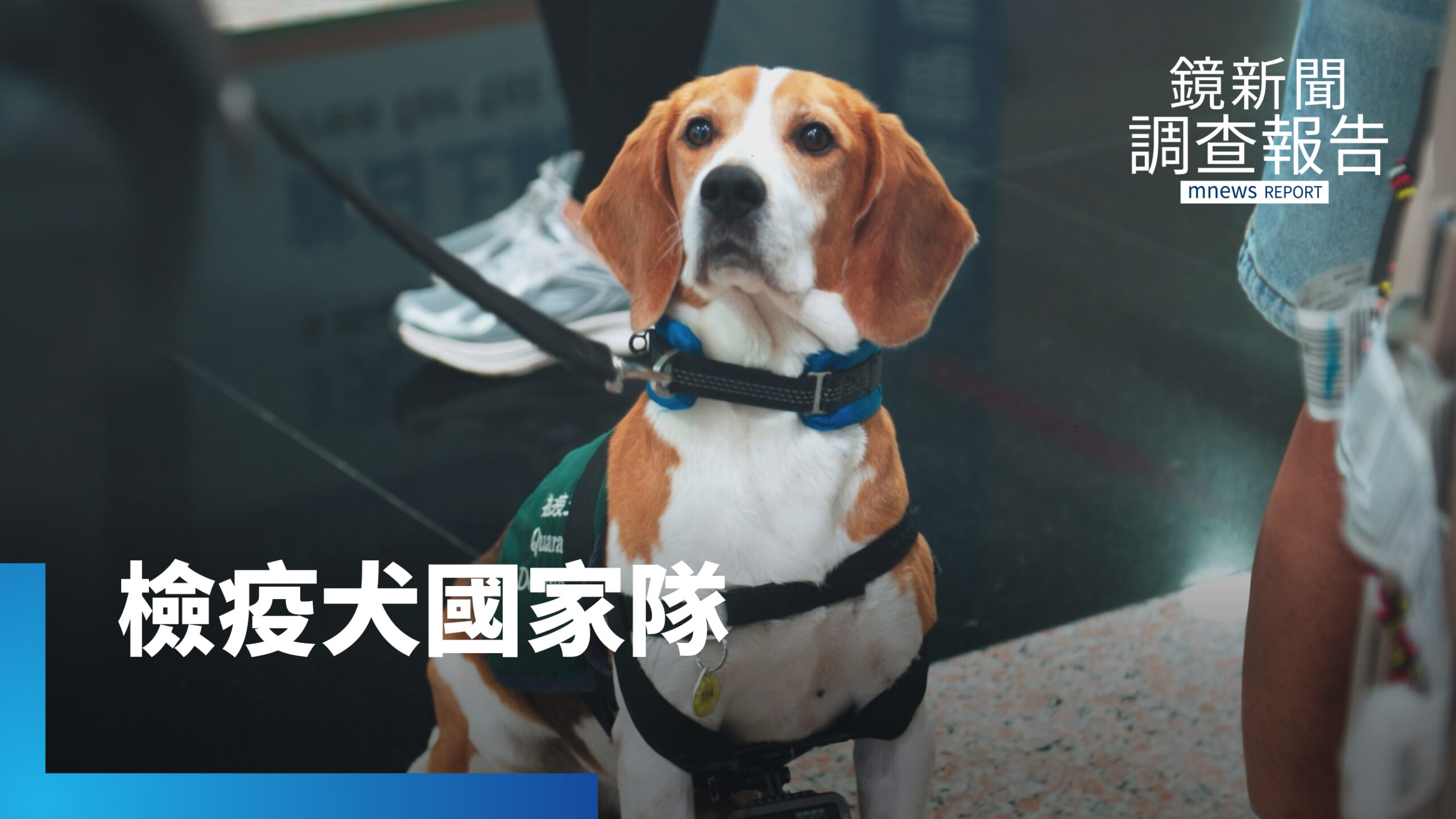 防檢最前線 守護邊境的狗狗國家隊 「愛吃」更容易受訓?|牠比你想得更專業 防檢最前線 守護邊境的狗狗國家隊 「愛吃」更容易受訓?|牠比你想得更專業