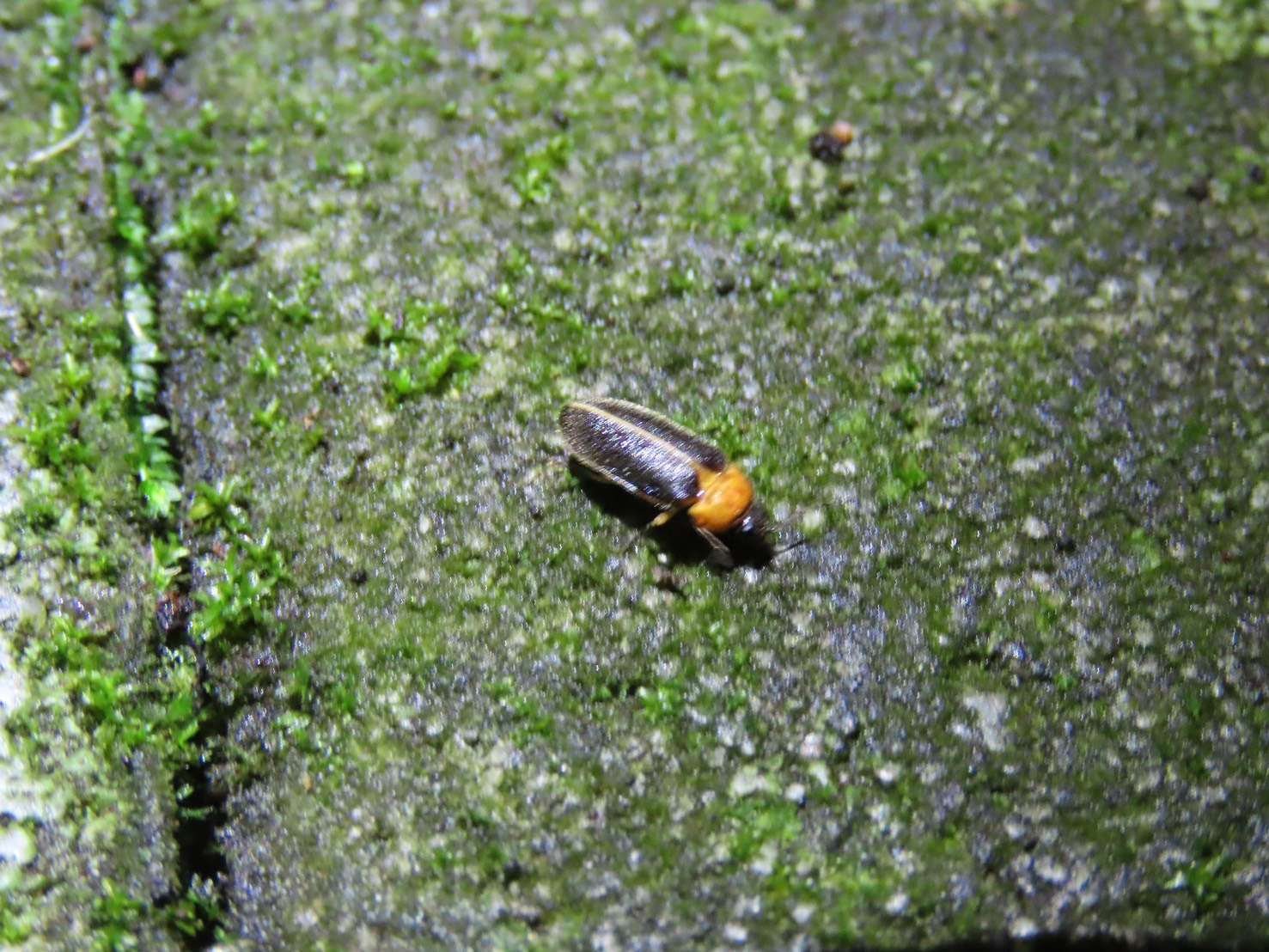 北橫賞螢季節來了!桃園大溪復興熱點地圖攻略 追尋夢幻黑翅螢 北橫賞螢季節來了!桃園大溪復興熱點地圖攻略 追尋夢幻黑翅螢