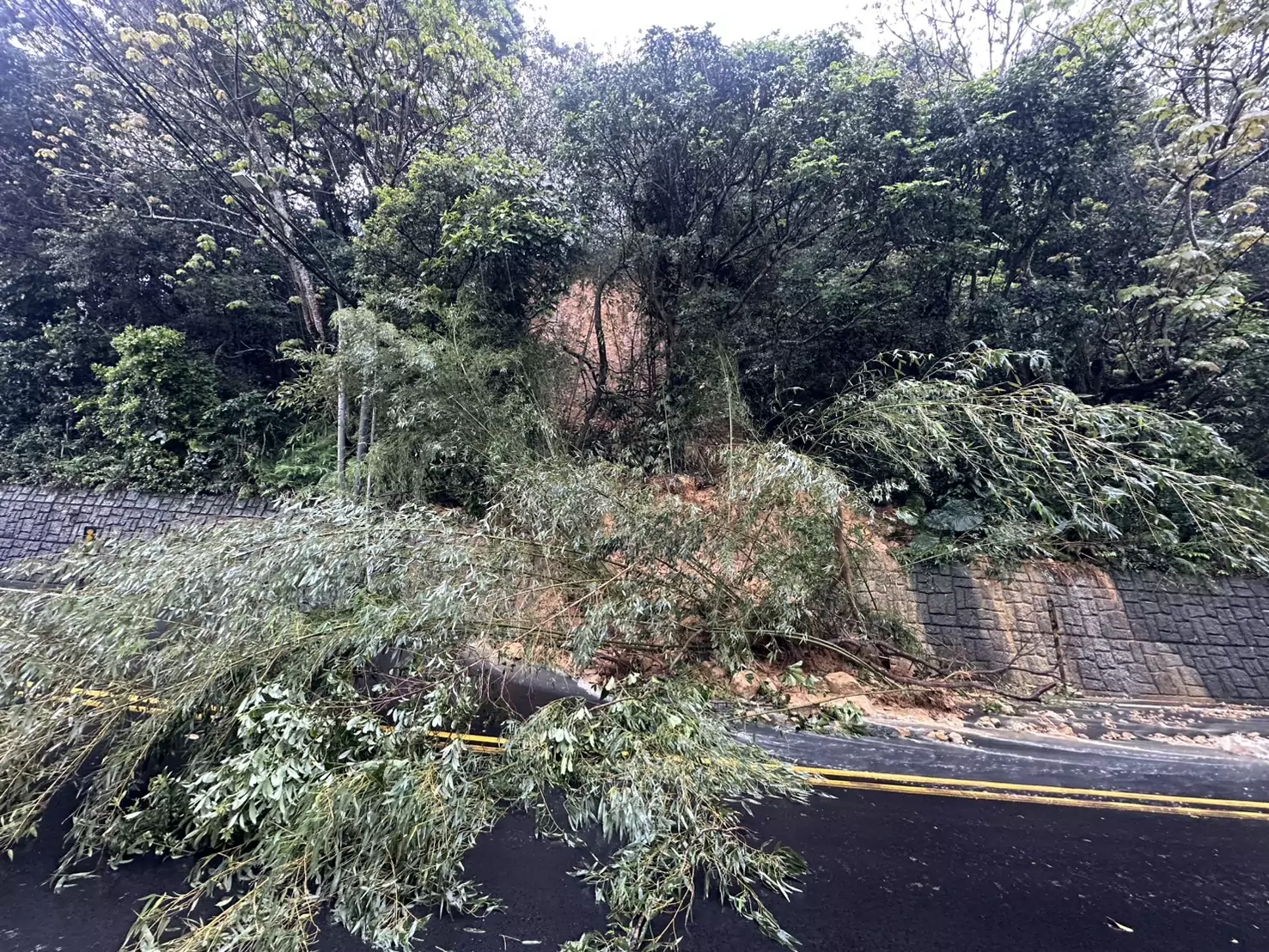 連夜大雨!龜山大坑路土石滑落、路樹橫躺 採單線雙向通車 連夜大雨!龜山大坑路土石滑落、路樹橫躺 採單線雙向通車