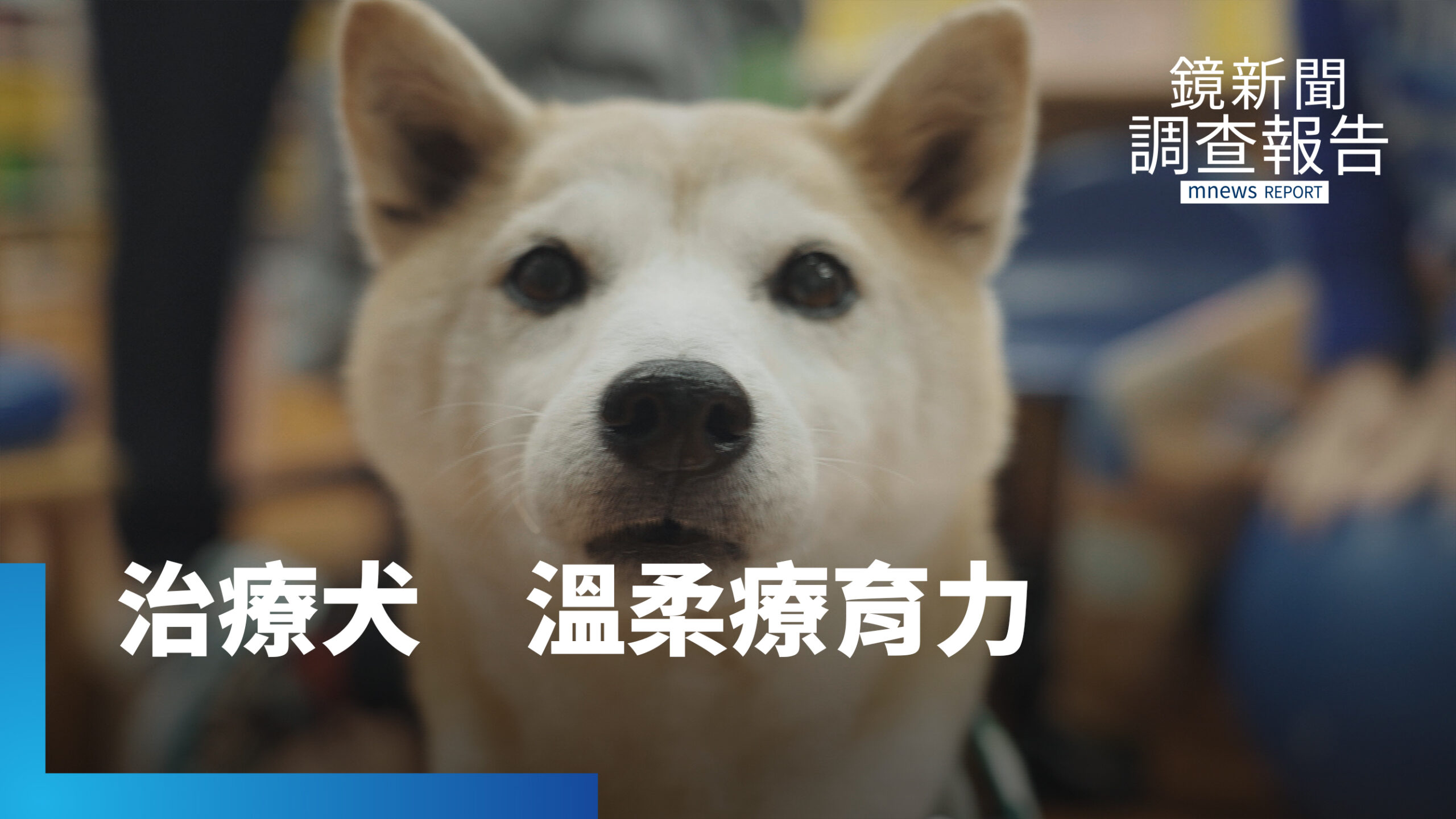 狗醫生、療癒雞出任務!生命之間的碰撞 「動物輔療」從陪伴到能力養成 降低長輩寂寞感 走進特教學生的心靈|牠比你想得更專業 狗醫生、療癒雞出任務!生命之間的碰撞 「動物輔療」從陪伴到能力養成 降低長輩寂寞感 走進特教學生的心靈|牠比你想得更專業