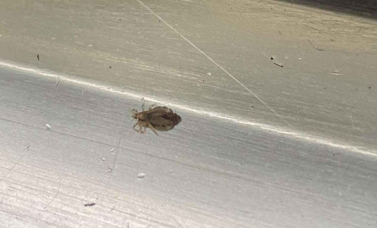 投書/台鐵驚見「吸血蝨子」席捲車廂!從噁心一幕到公共衛生危機 投書/台鐵驚見「吸血蝨子」席捲車廂!從噁心一幕到公共衛生危機