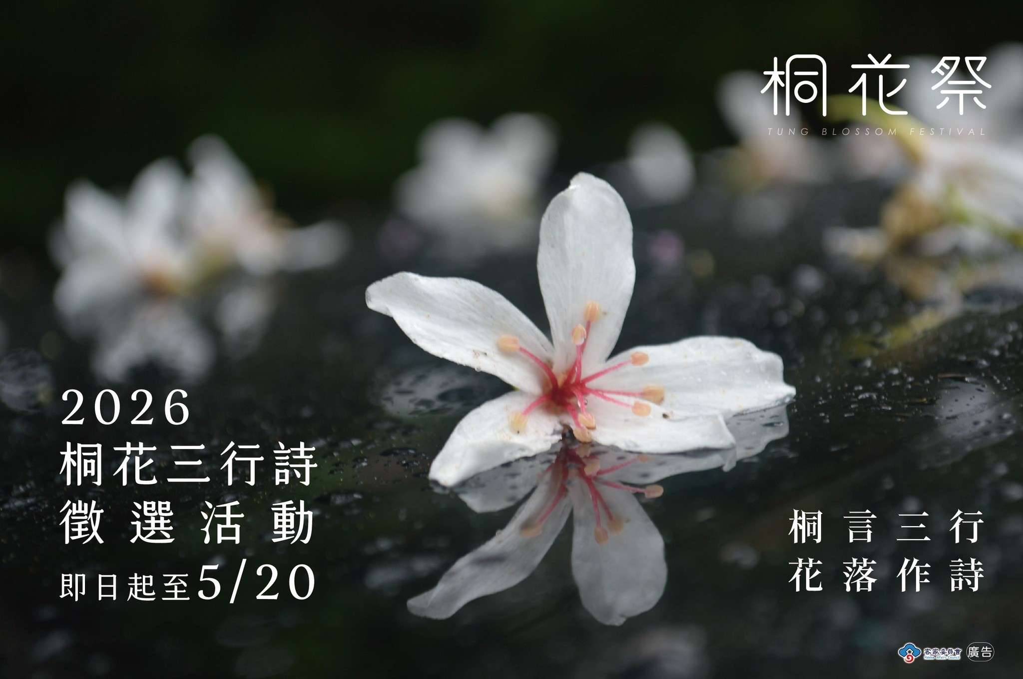 不只賞花!桐花祭變身全民創作場 12縣市打造最有感春季文化行動 不只賞花!桐花祭變身全民創作場 12縣市打造最有感春季文化行動