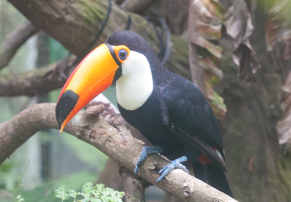 北市動物園驚見大巨嘴鳥叼鼠甩動 園方:已吃飽未進食 北市動物園驚見大巨嘴鳥叼鼠甩動 園方:已吃飽未進食