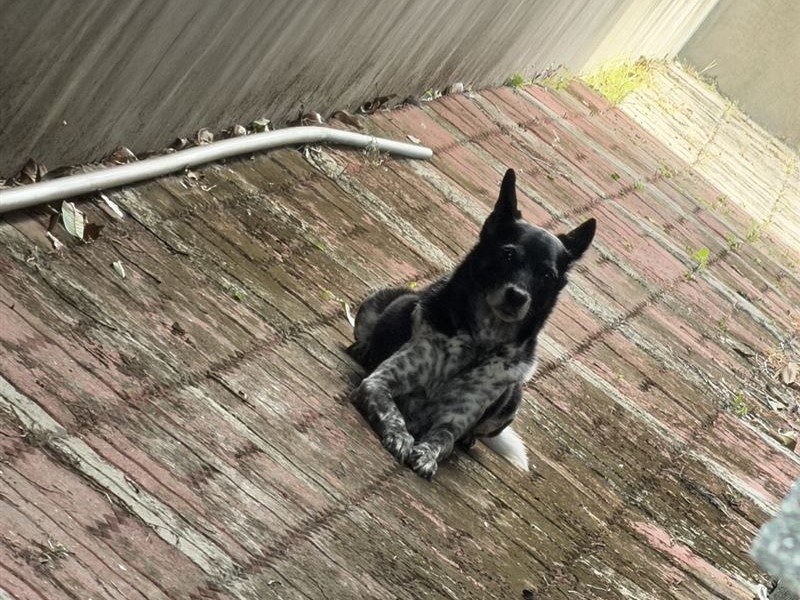 陳美琪找到了!雲林50萬懸賞奇蹟落幕 飼主擁愛犬激動落淚 陳美琪找到了!雲林50萬懸賞奇蹟落幕 飼主擁愛犬激動落淚