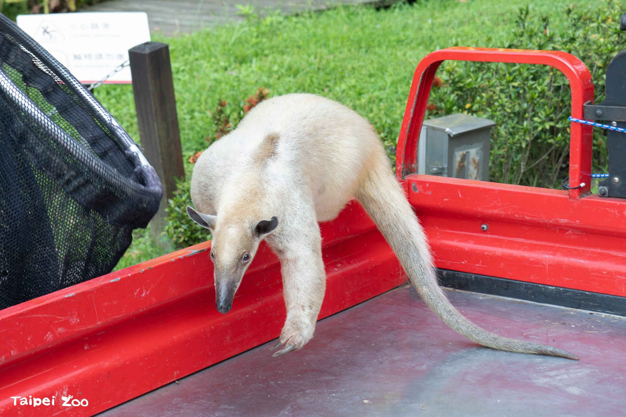小食蟻獸「黑妞」出走7天尋獲了 北市動物園:身體狀況穩定 小食蟻獸「黑妞」出走7天尋獲了 北市動物園:身體狀況穩定