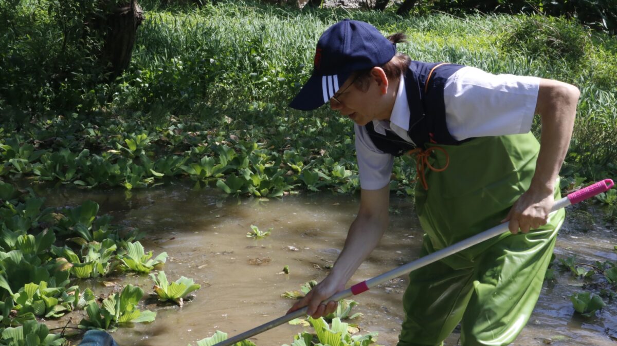綠色危機席捲八德埤塘 福山宮遭大萍強佔水體急缺氧 55 3