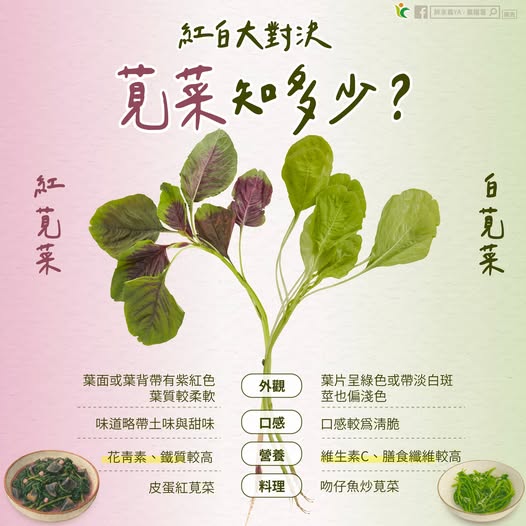 清脆軟嫩大對決!認識營養滿點的莧菜 料理變化多元 614148779 1196484719296823 6402383266137689709 n