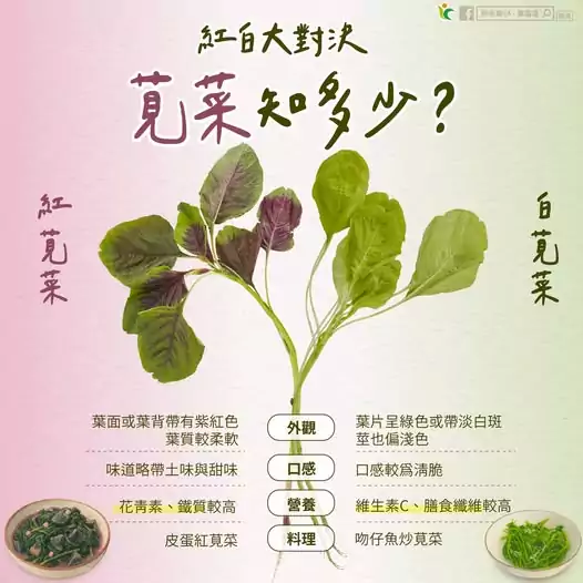 清脆軟嫩大對決!認識營養滿點的莧菜 料理變化多元 清脆軟嫩大對決!認識營養滿點的莧菜 料理變化多元
