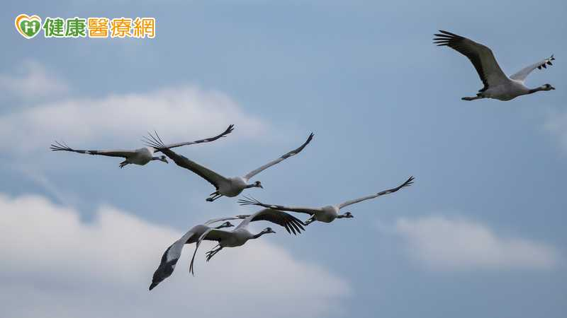首例本土H7N7新A流確診 疾管署評估公衛風險「低」:密切監控中 首例本土H7N7新A流確診 疾管署評估公衛風險「低」:密切監控中