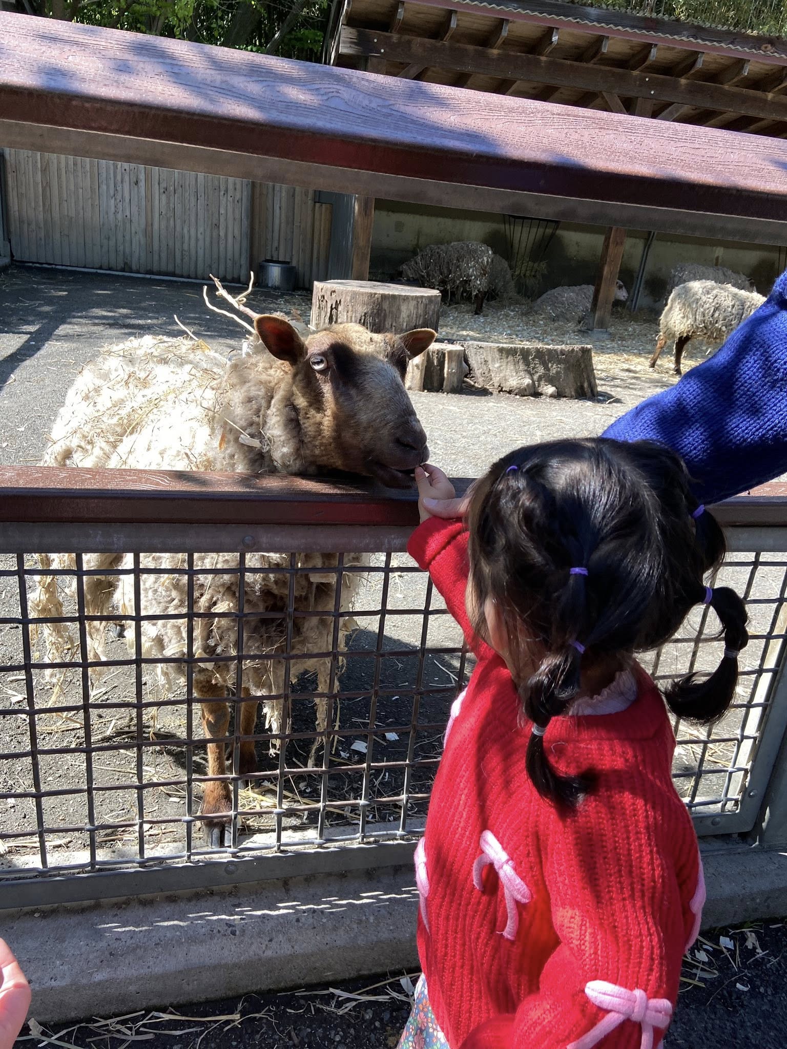 副刊/像森林的布朗克斯動物園 683844230 10226875539673928 7273227422670275459 n 0