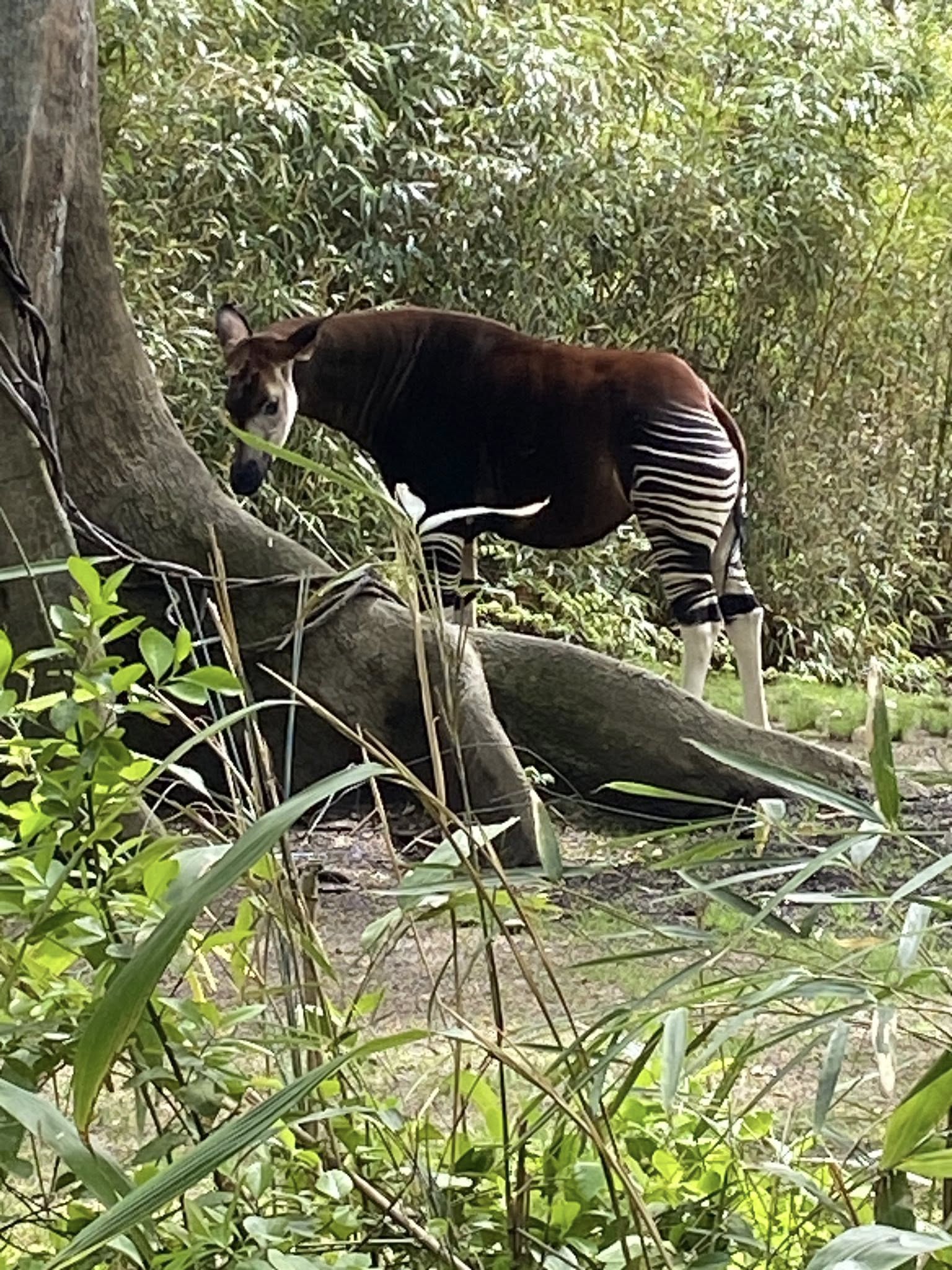 副刊/像森林的布朗克斯動物園 686888103 10226875545514074 574638629930522144 n 0