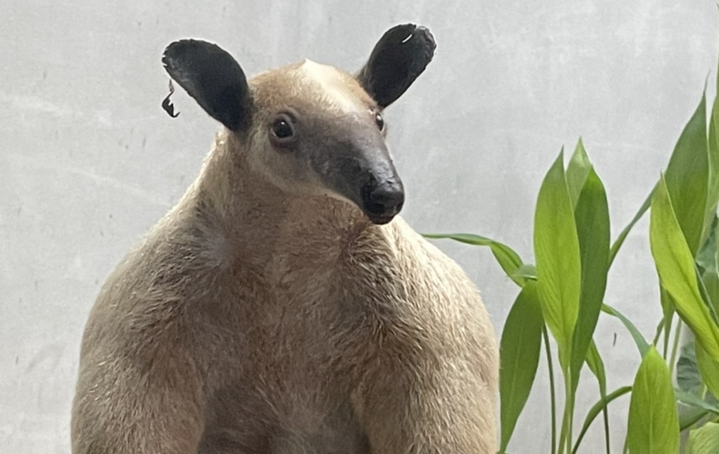 小食蟻獸「黑妞」驚傳離家出走 動物園公布特徵:奶油黃、體長約60公分 小食蟻獸「黑妞」驚傳離家出走 動物園公布特徵:奶油黃、體長約60公分