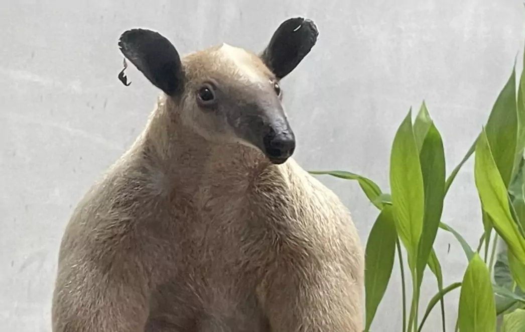 小食蟻獸「黑妞」驚傳離家出走 動物園公布特徵:奶油黃、體長約60公分 小食蟻獸「黑妞」驚傳離家出走 動物園公布特徵:奶油黃、體長約60公分
