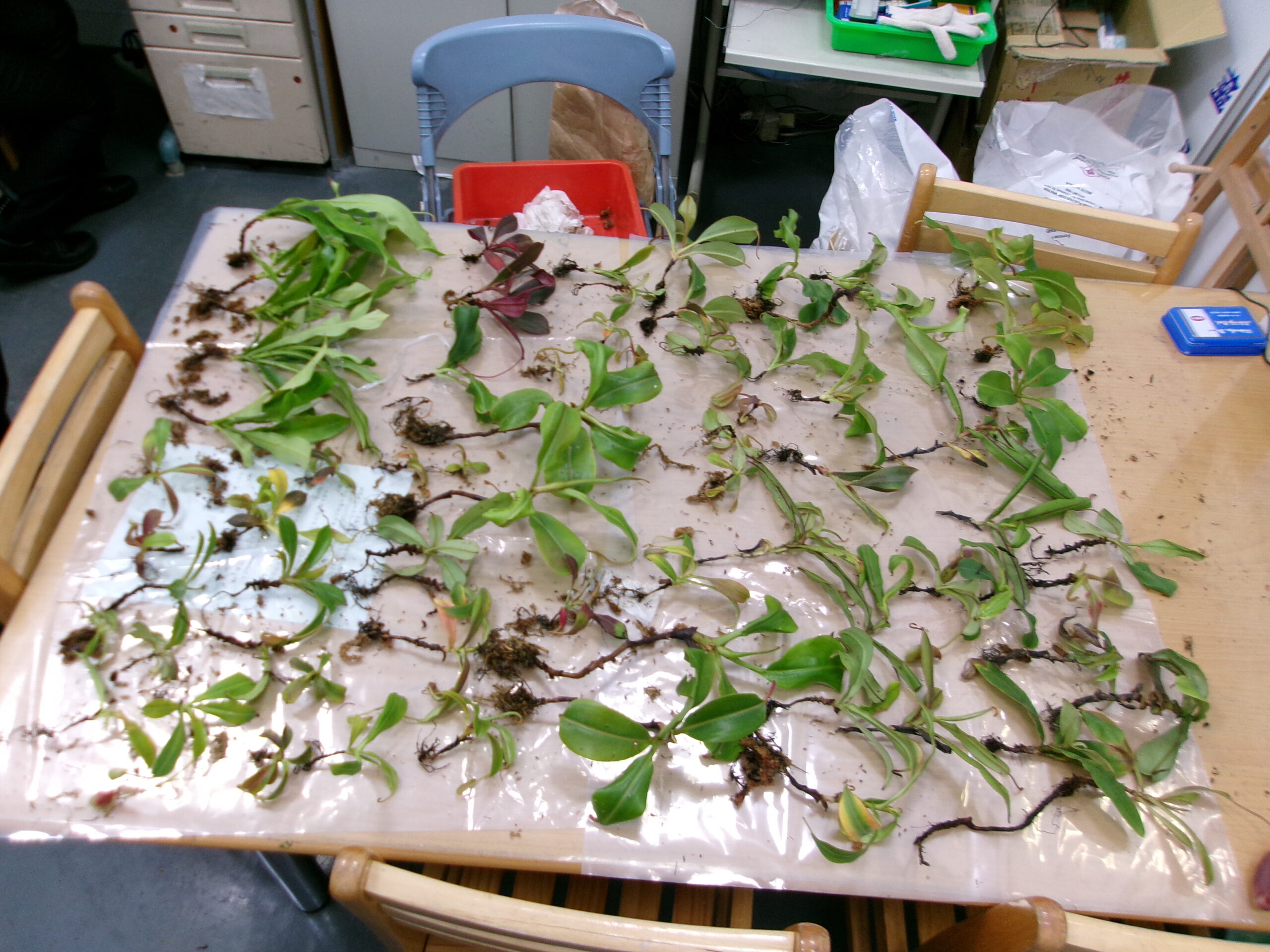 曾被判刑仍罰不怕?他偷帶大馬豬籠草活植株入境 桃檢建請從重量刑 988wwrw scaled