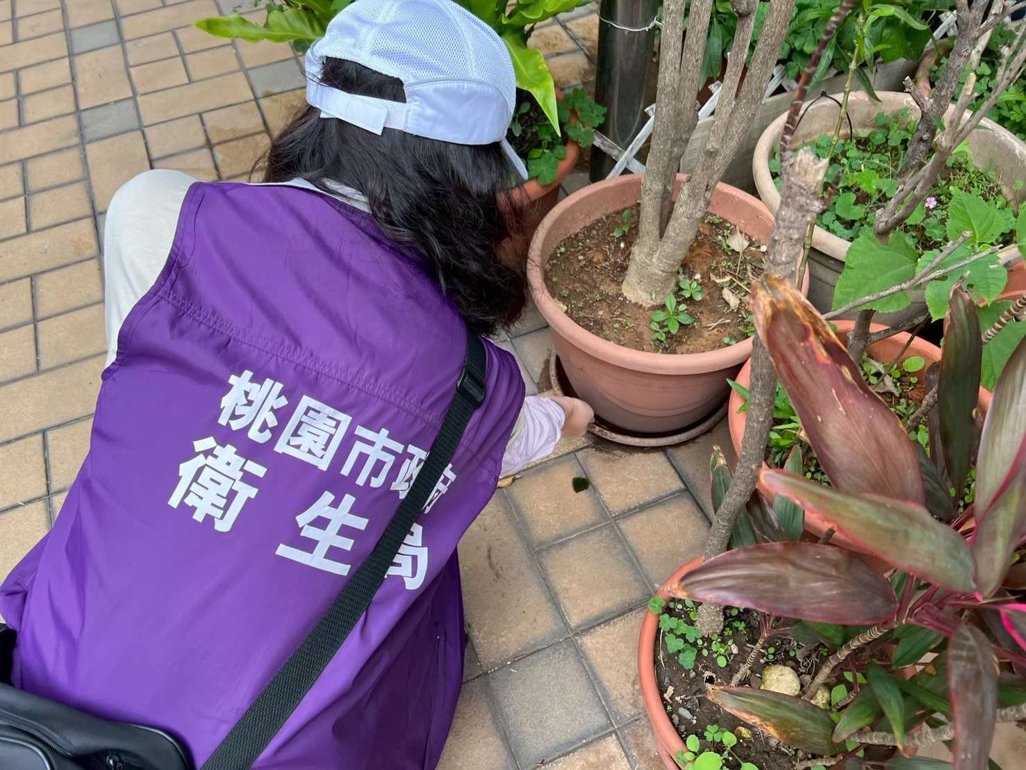登革熱持續升溫!桃園防範傳播風險 未做1事恐罰1萬5 登革熱持續升溫!桃園防範傳播風險 未做1事恐罰1萬5
