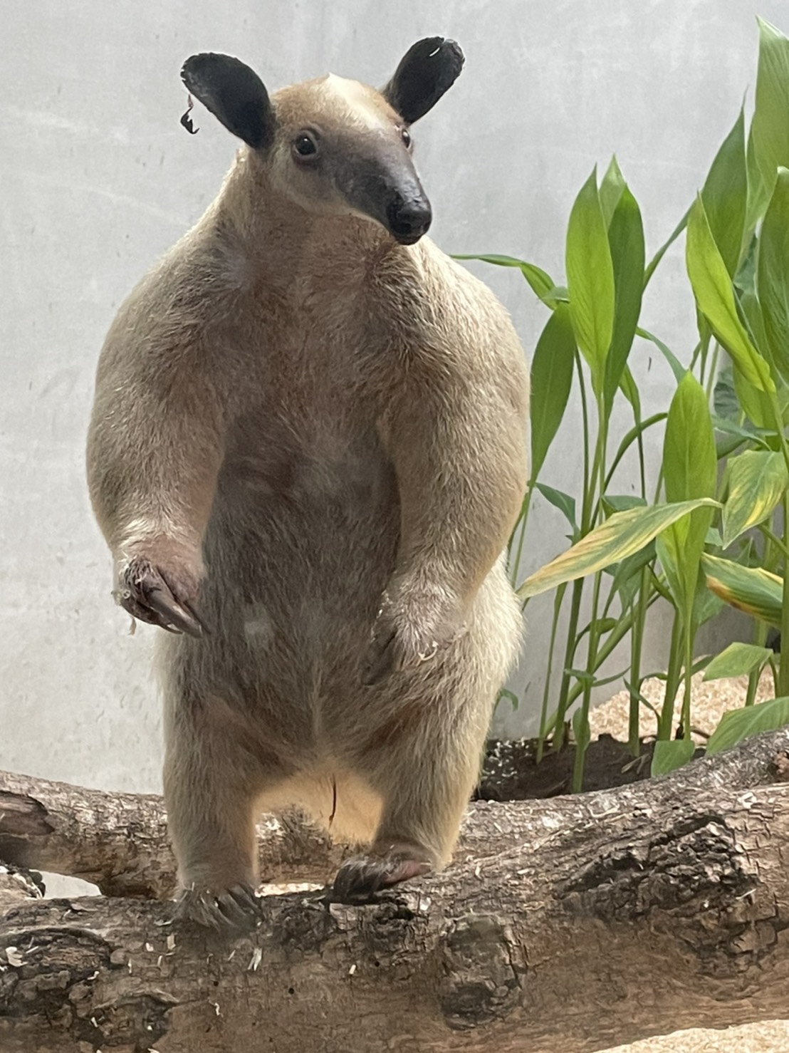 小食蟻獸「黑妞」驚傳離家出走 動物園公布特徵:奶油黃、體長約60公分 S 4030495 0