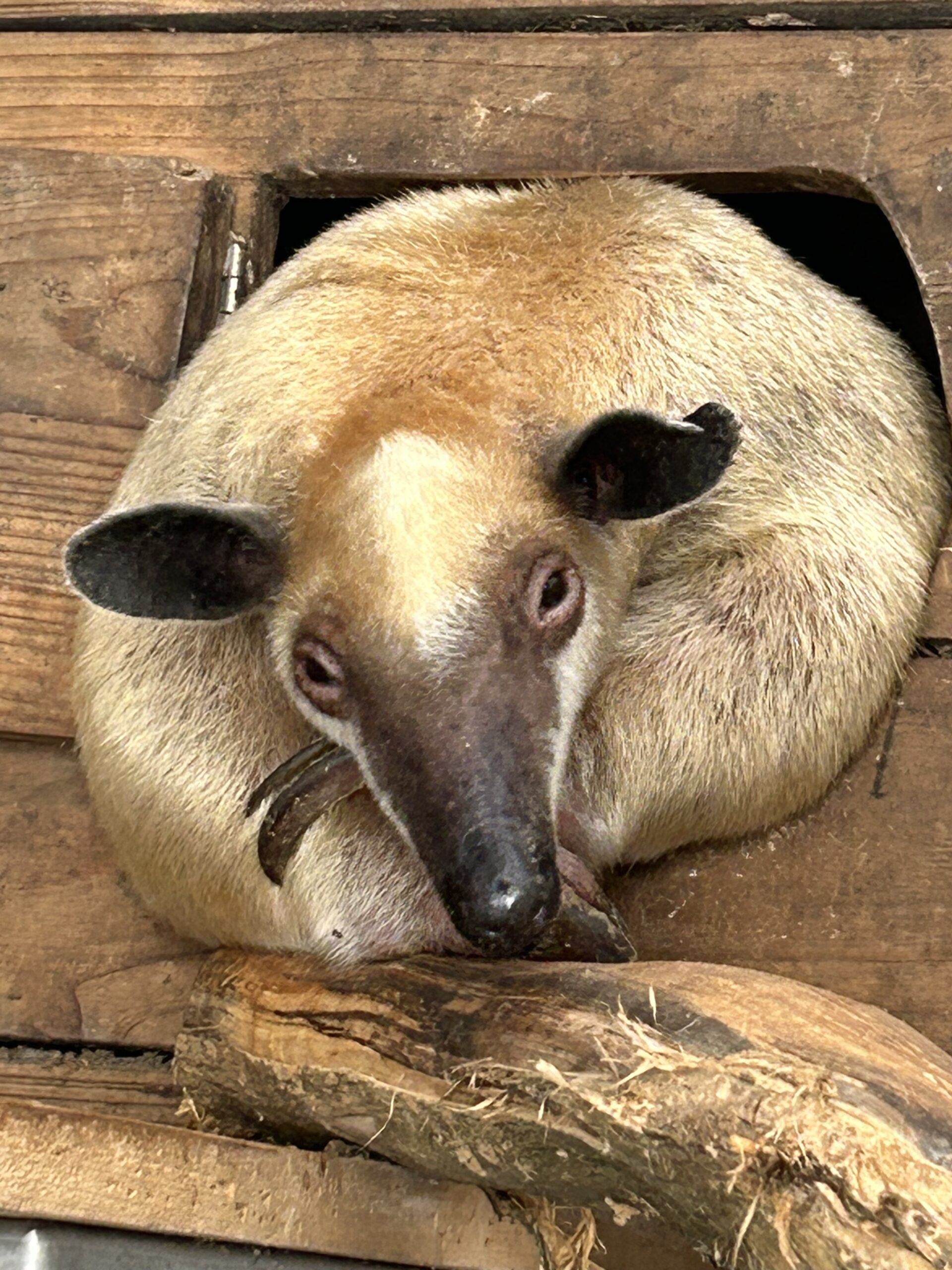 小食蟻獸「黑妞」驚傳離家出走 動物園公布特徵:奶油黃、體長約60公分 S 4030497 0 scaled
