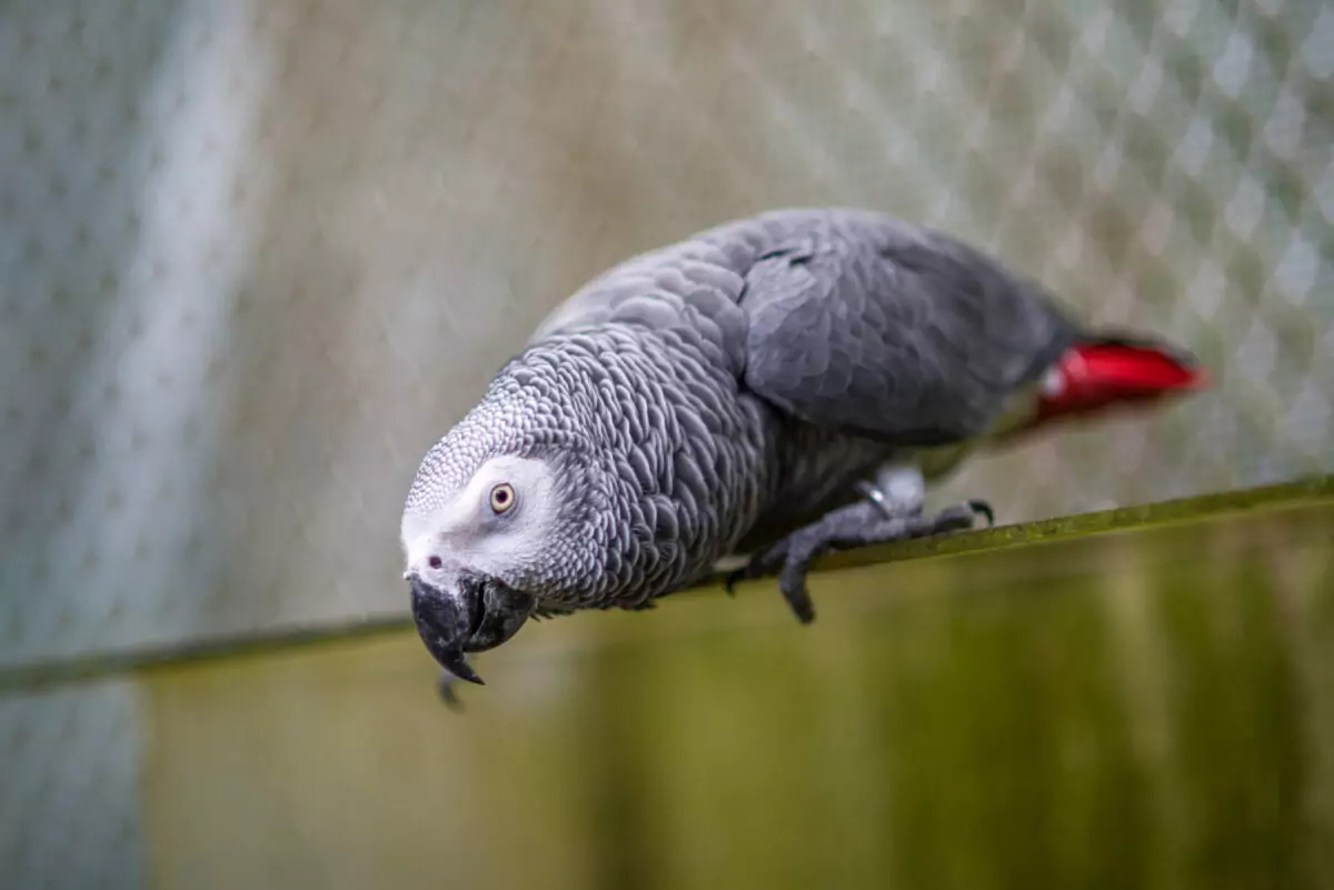 世界鸚鵡日 動物園籲拒買非法寵物守護珍稀鳥類 S 4284427 0