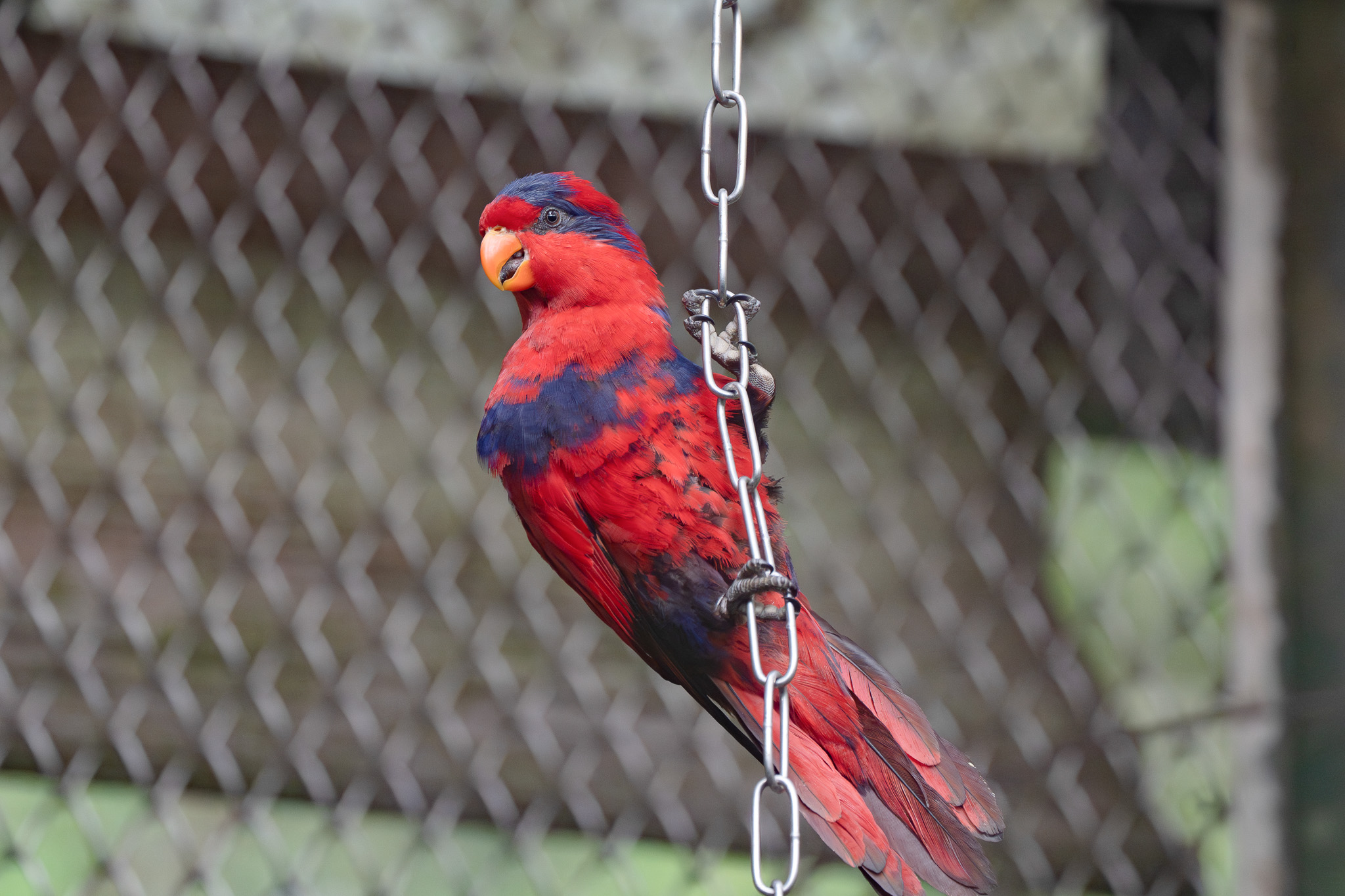 世界鸚鵡日 動物園籲拒買非法寵物守護珍稀鳥類 世界鸚鵡日 動物園籲拒買非法寵物守護珍稀鳥類