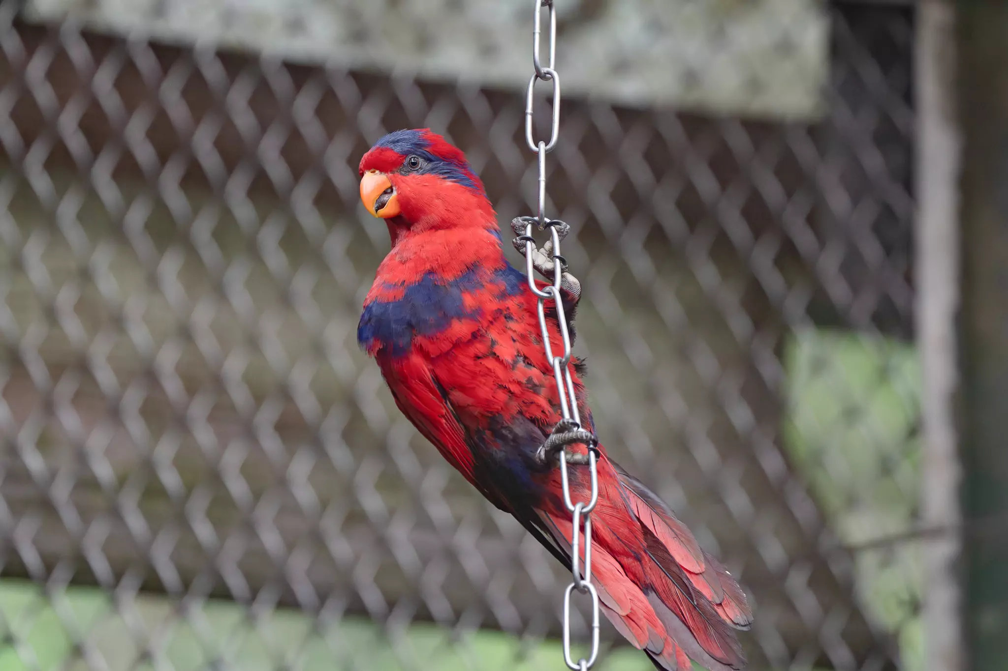 世界鸚鵡日 動物園籲拒買非法寵物守護珍稀鳥類 世界鸚鵡日 動物園籲拒買非法寵物守護珍稀鳥類