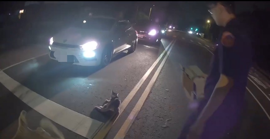 楊梅虎斑貓遭撞吐血馬路亂竄 警衝車道強勢救援救牠一命 S 83886126 0