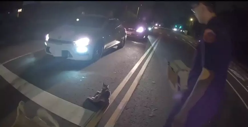 楊梅虎斑貓遭撞吐血馬路亂竄 警衝車道強勢救援救牠一命 楊梅虎斑貓遭撞吐血馬路亂竄 警衝車道強勢救援救牠一命