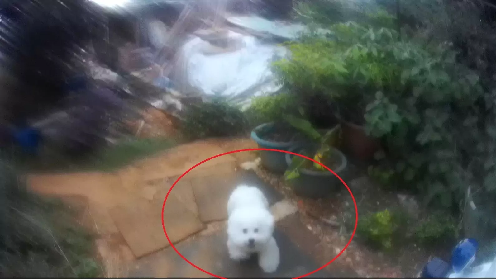 比熊犬中壢車陣逆向狂奔!警鳴笛狂追 助毛孩與飼主團圓 igygjyh 4